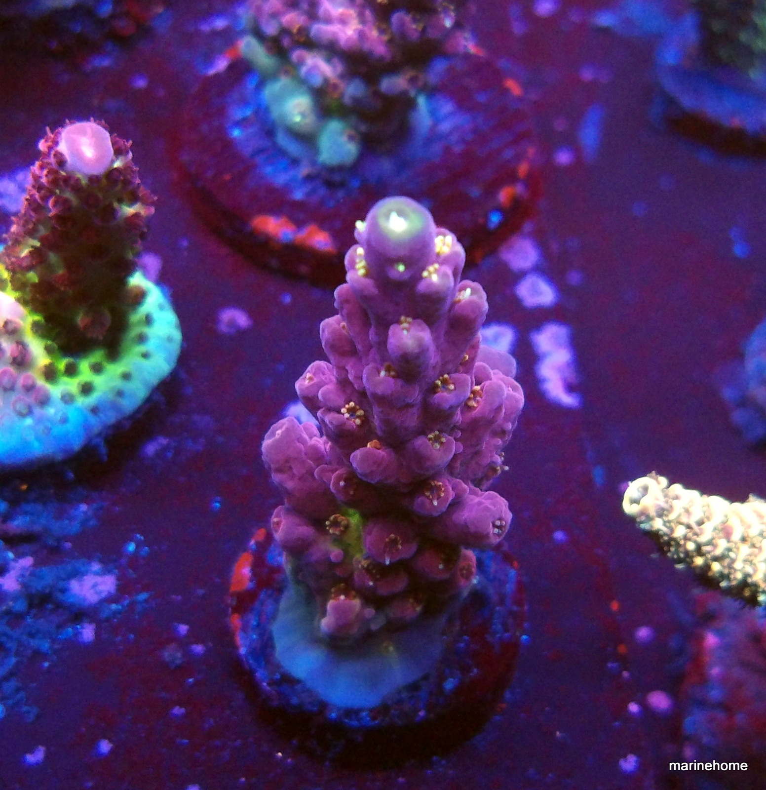 KODAK Digital Still Camera