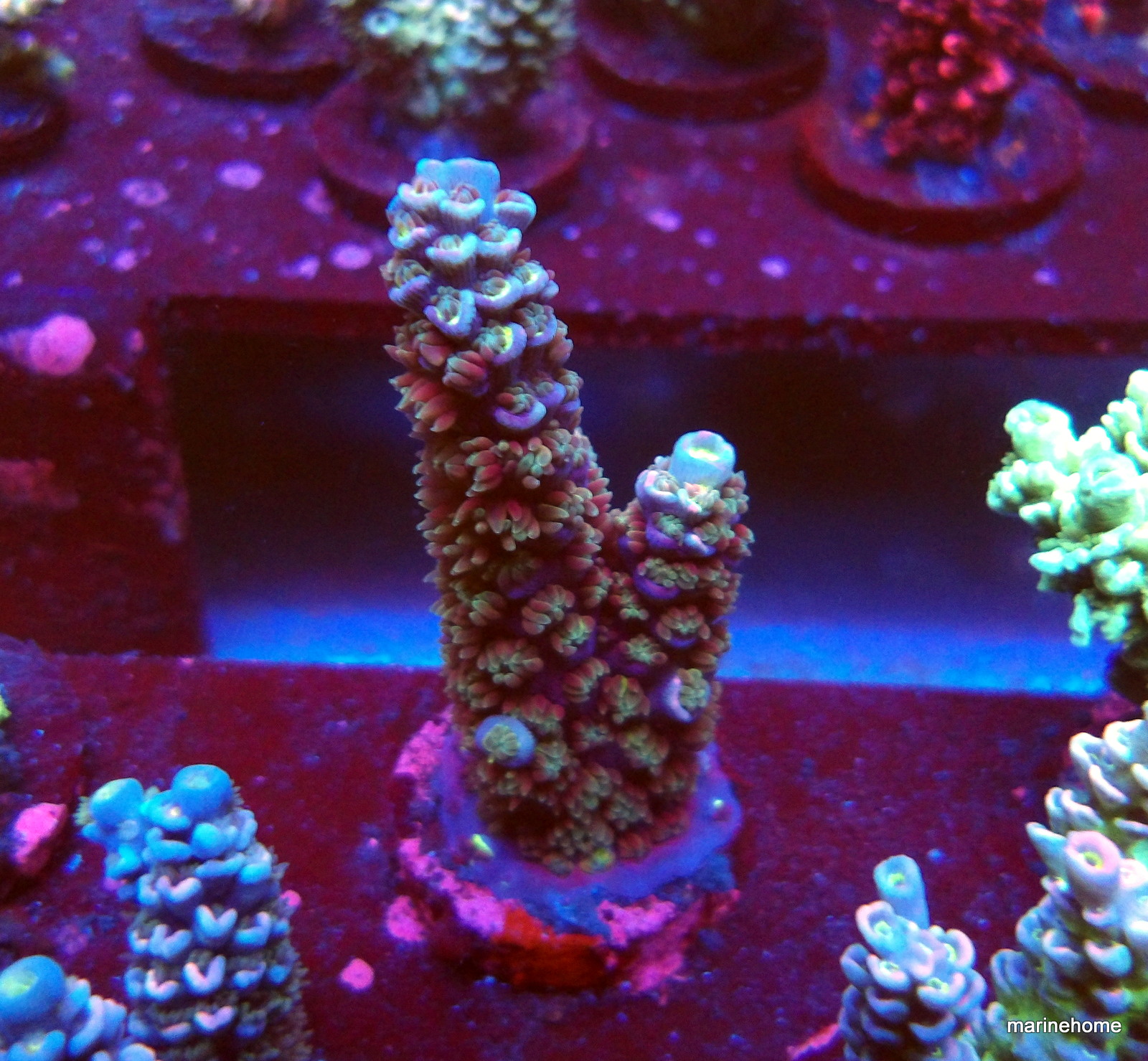 KODAK Digital Still Camera