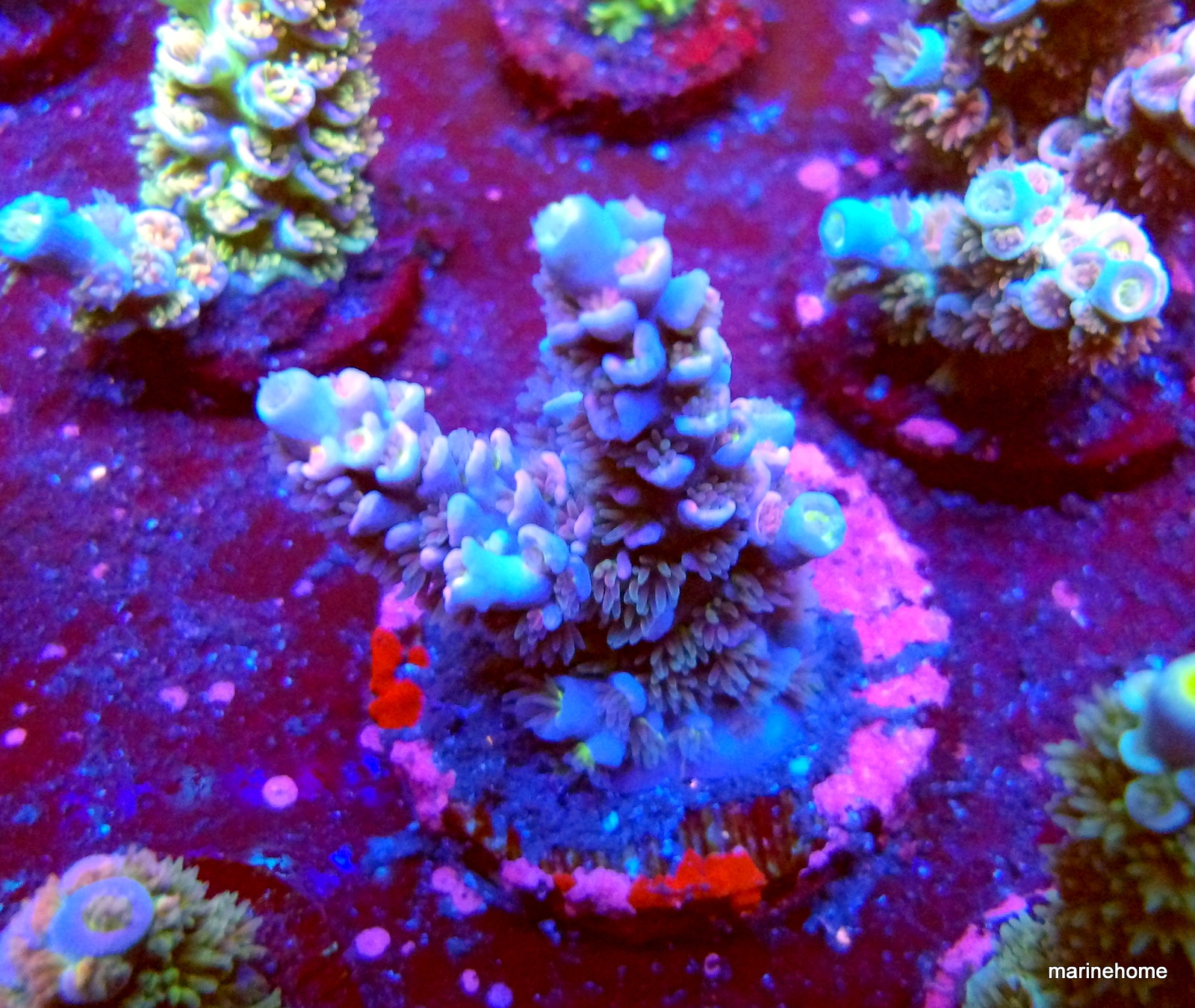 KODAK Digital Still Camera