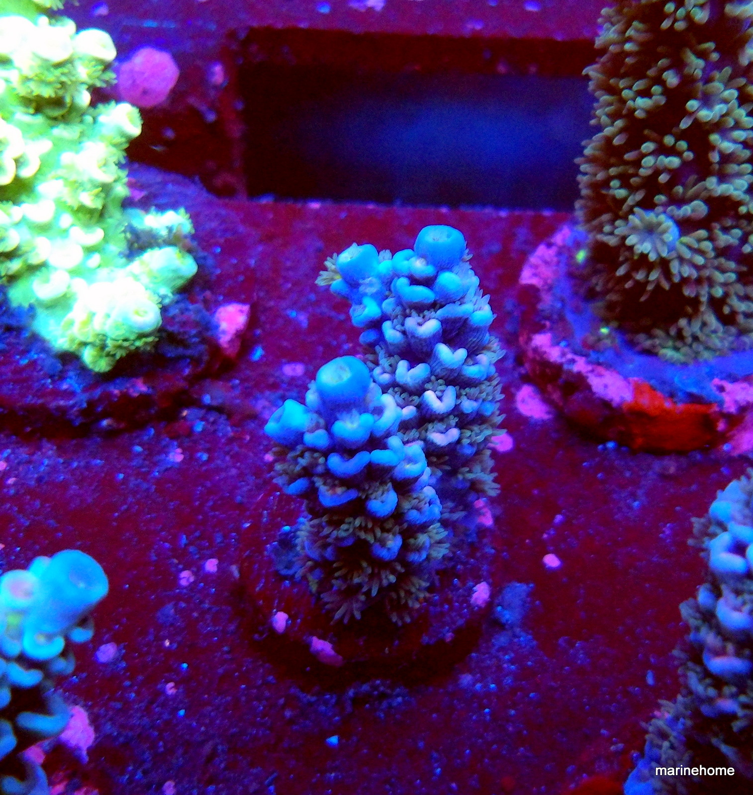 KODAK Digital Still Camera