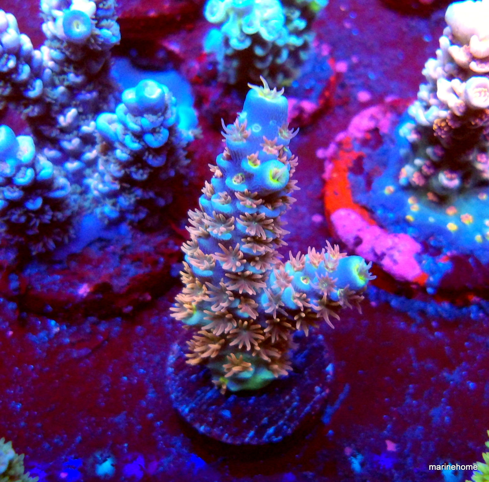 KODAK Digital Still Camera