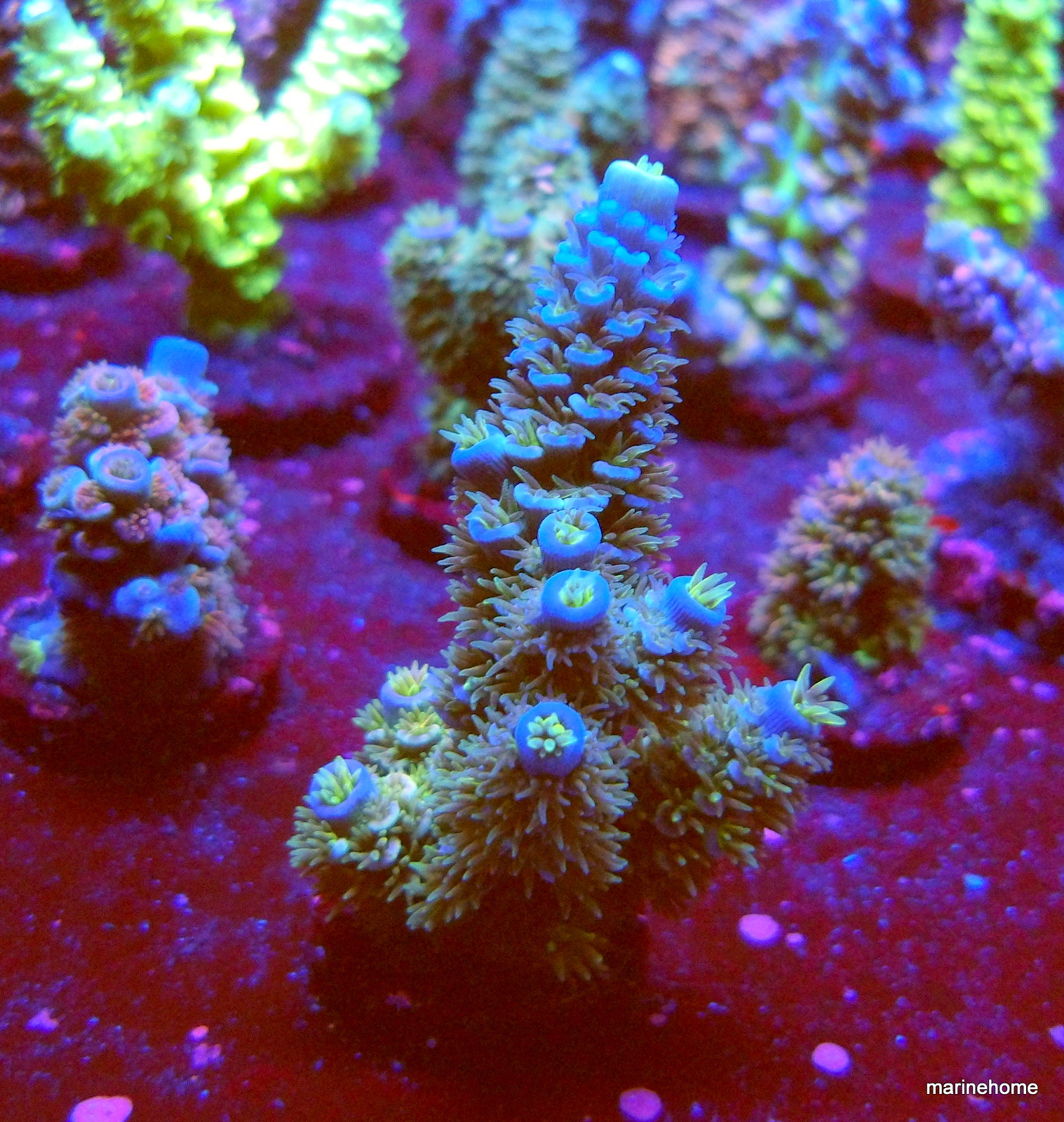 KODAK Digital Still Camera