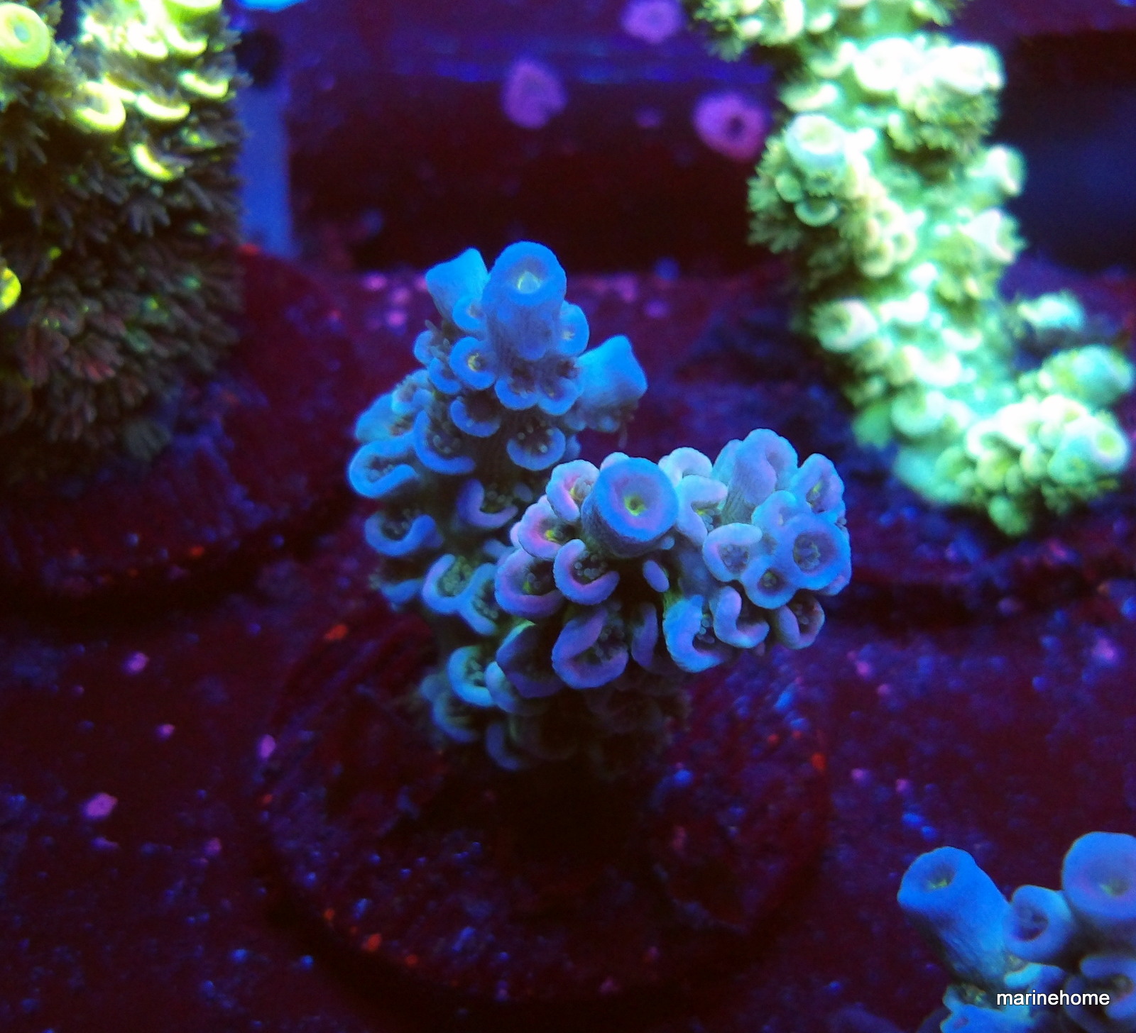 KODAK Digital Still Camera