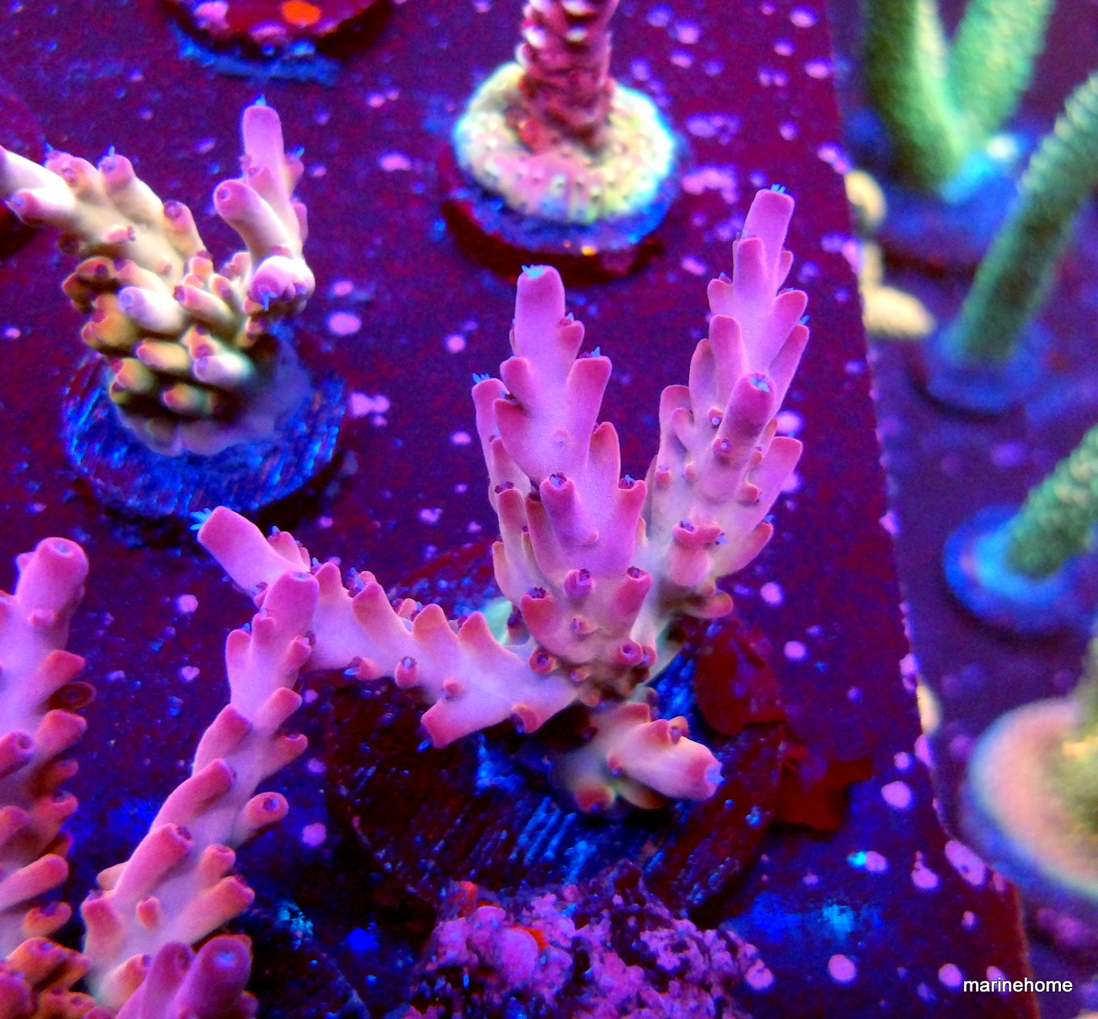 KODAK Digital Still Camera