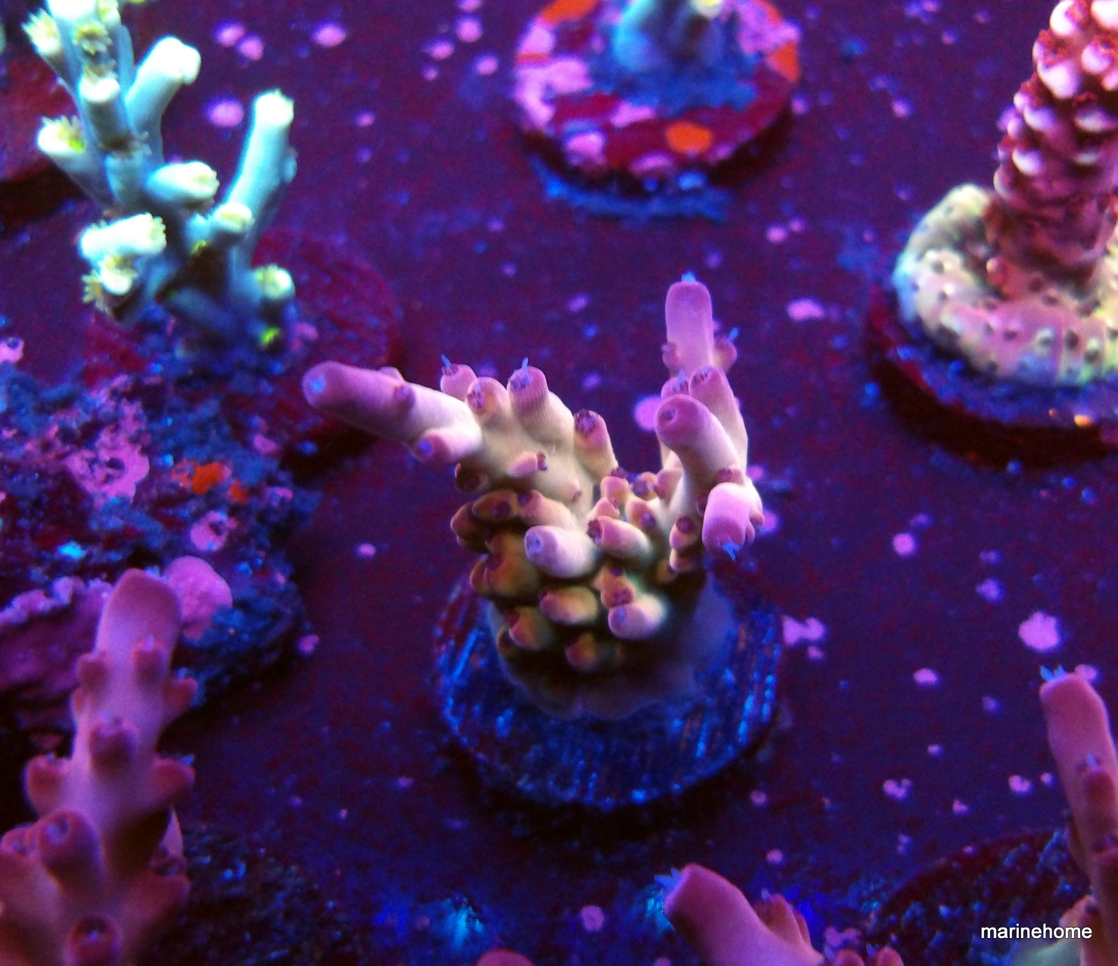 KODAK Digital Still Camera