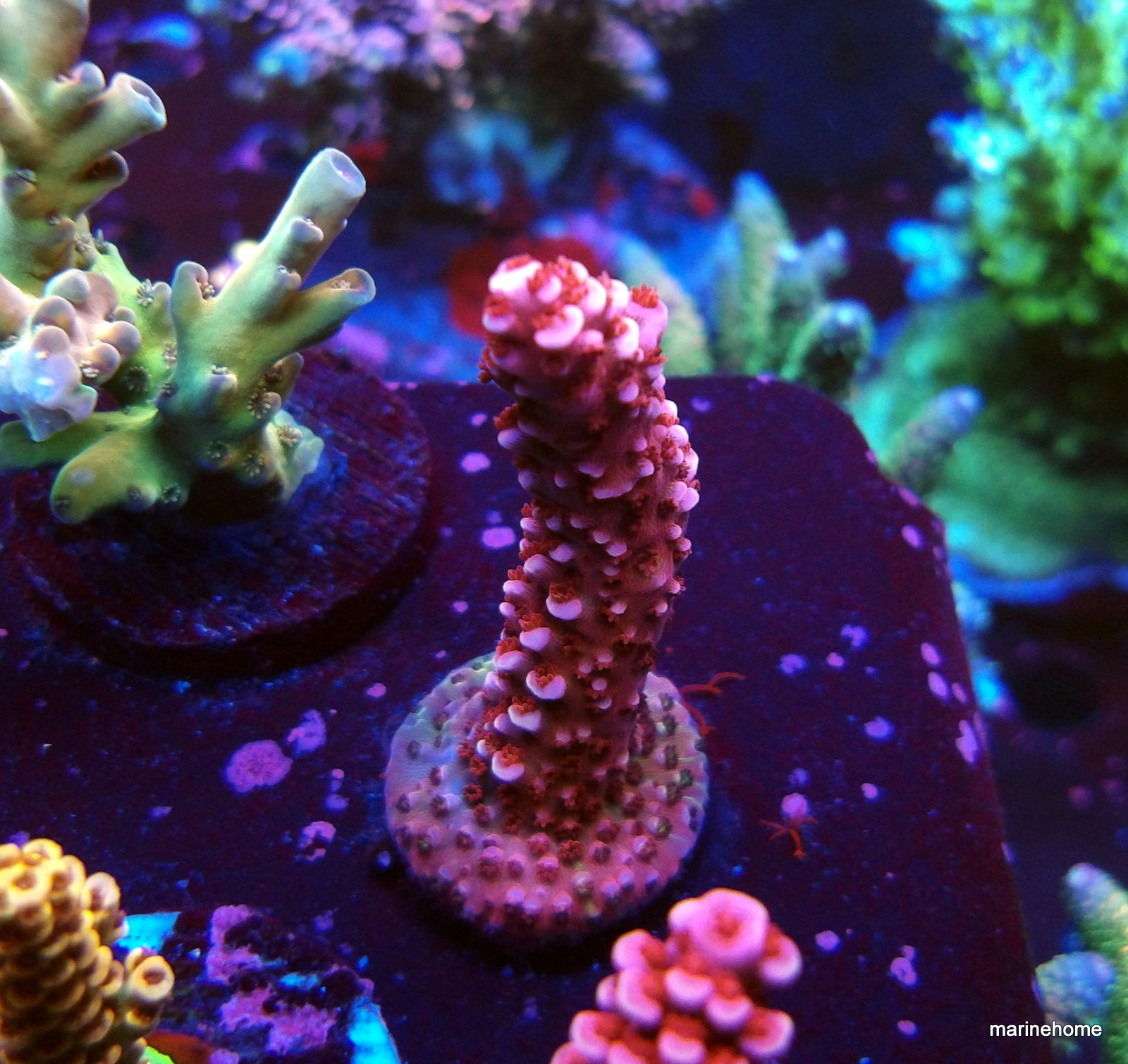 KODAK Digital Still Camera