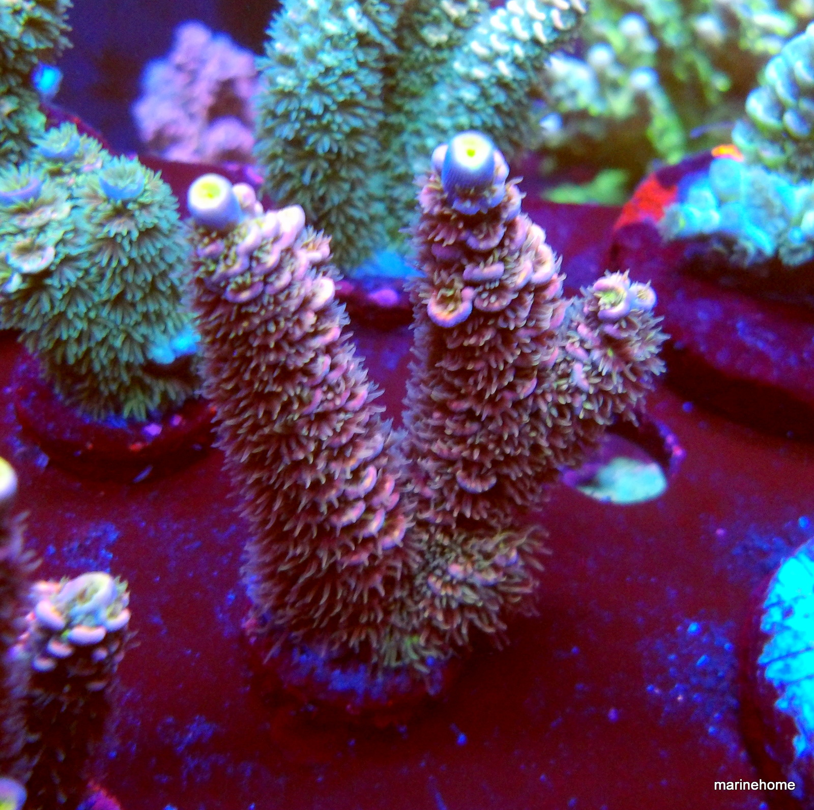 KODAK Digital Still Camera