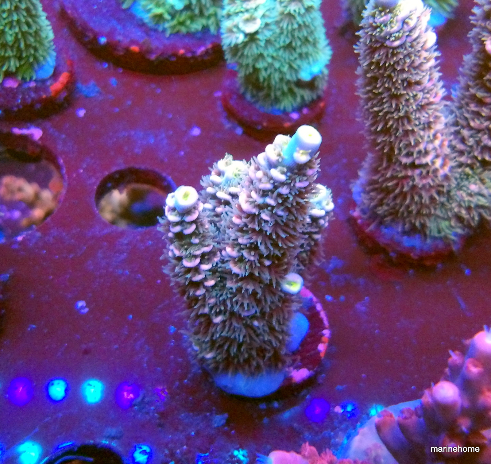 KODAK Digital Still Camera