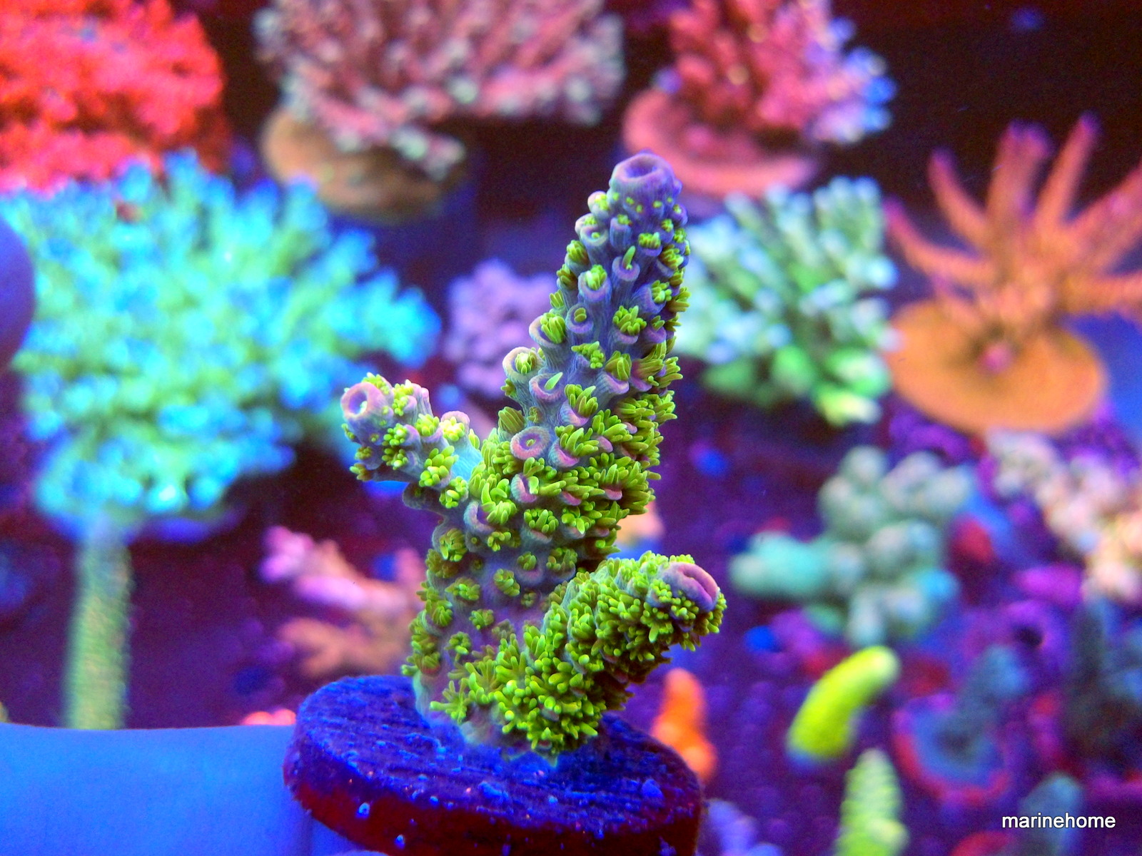 KODAK Digital Still Camera