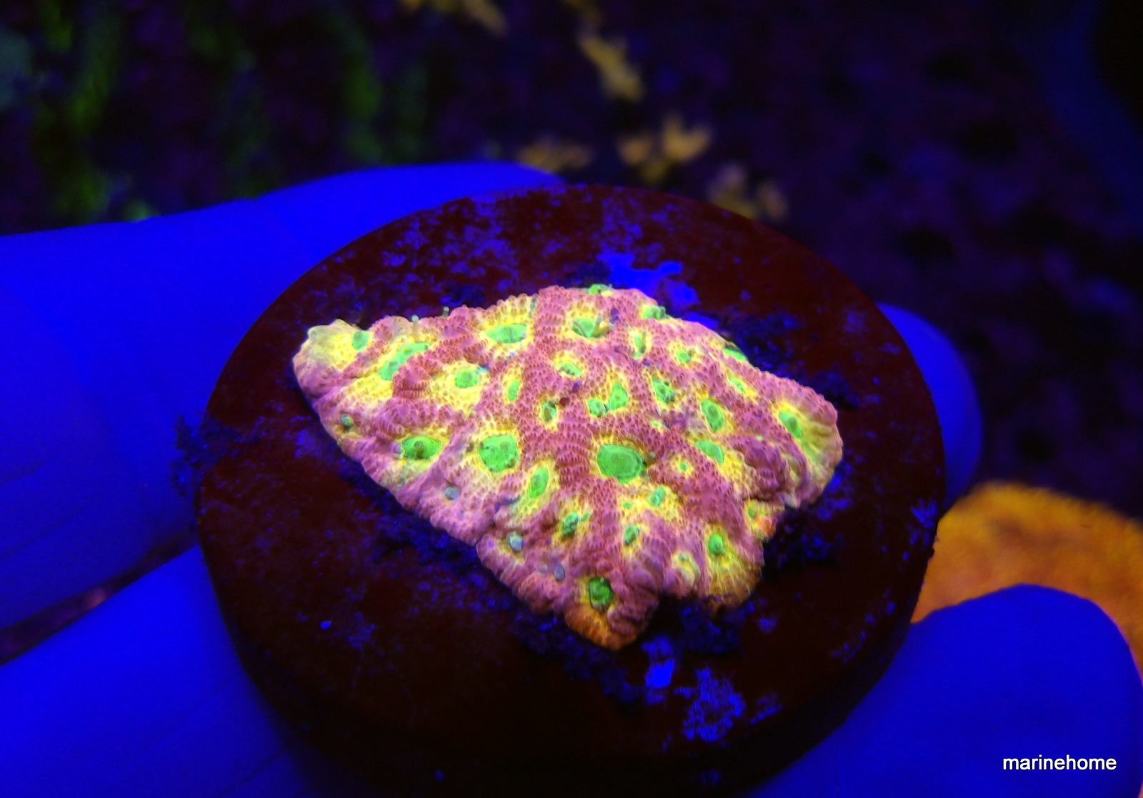 KODAK Digital Still Camera