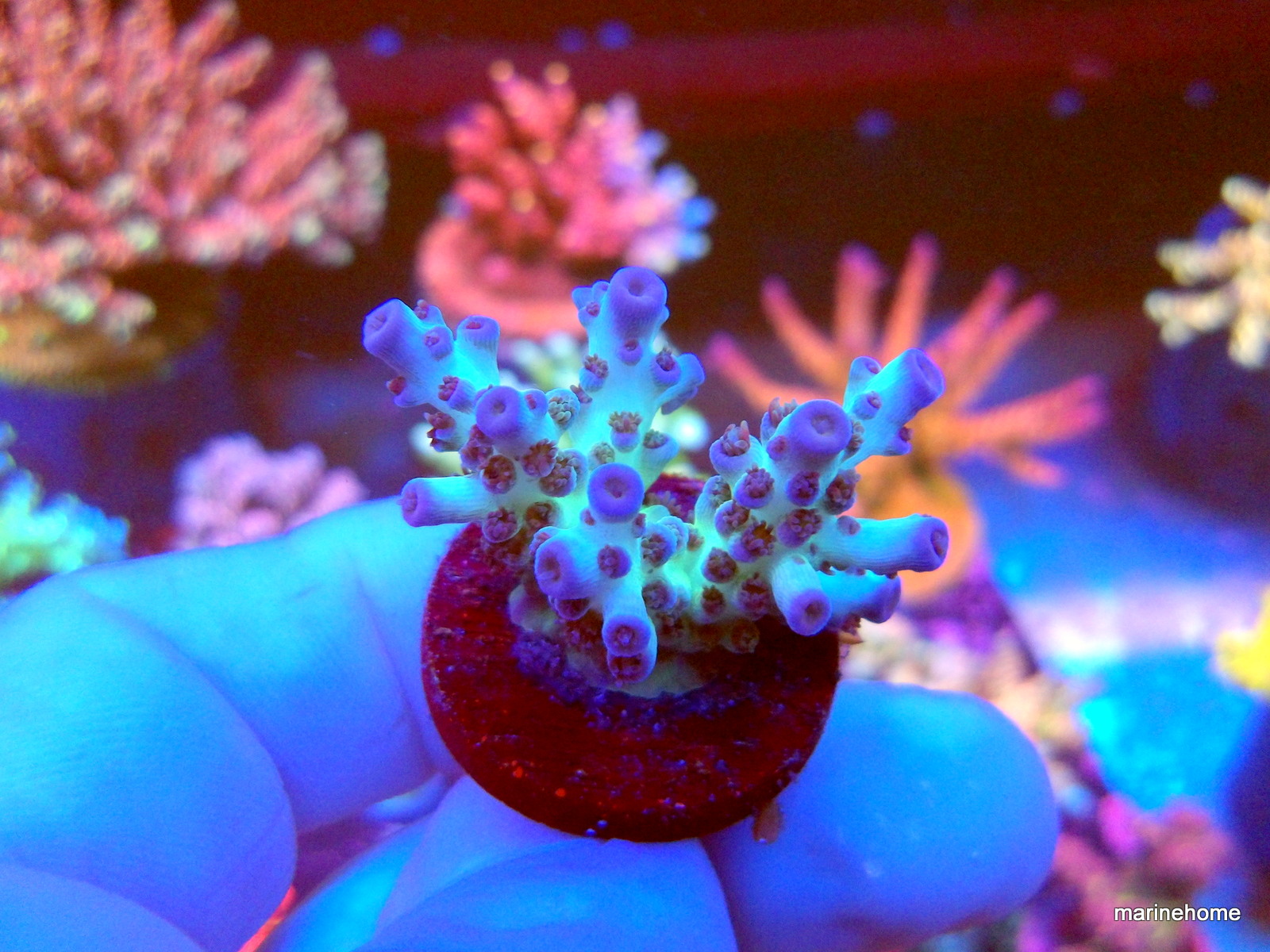 KODAK Digital Still Camera