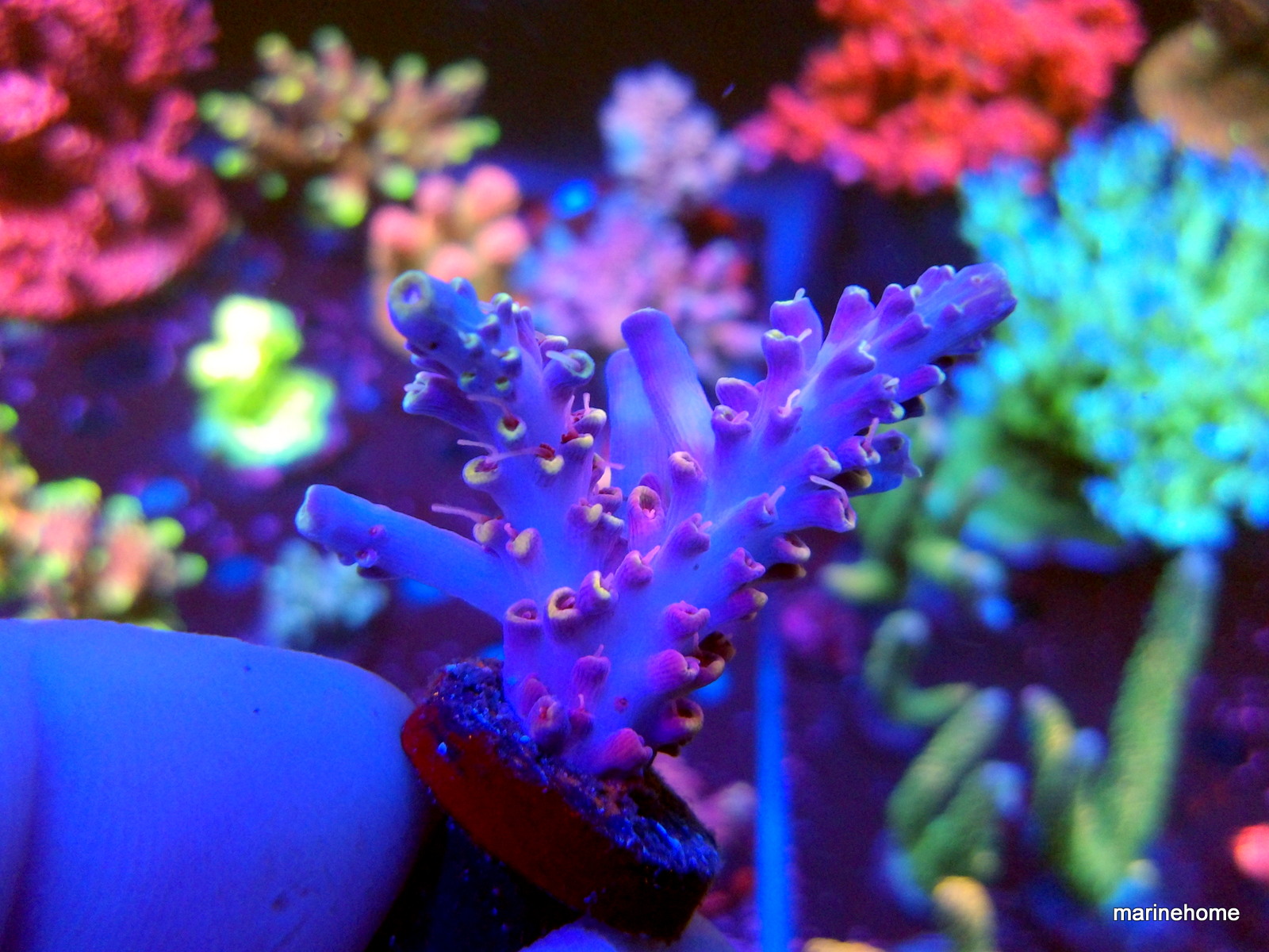 KODAK Digital Still Camera