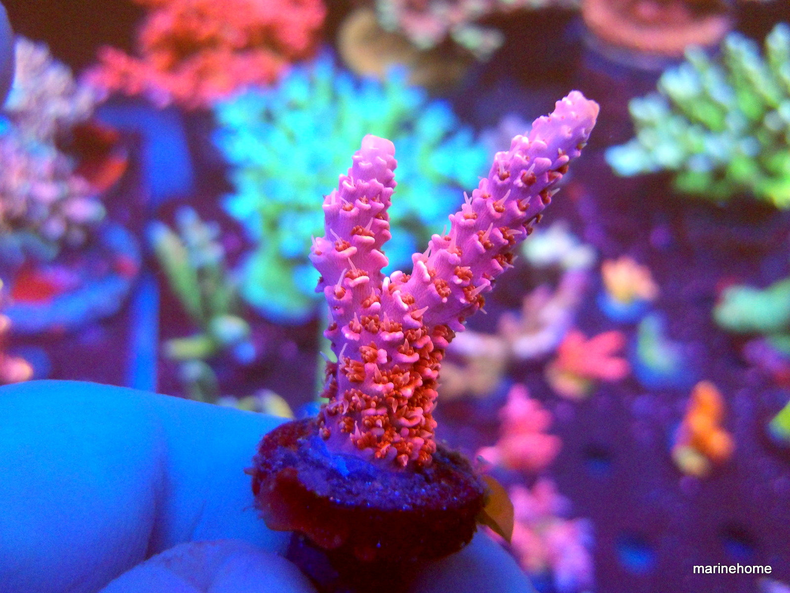 KODAK Digital Still Camera