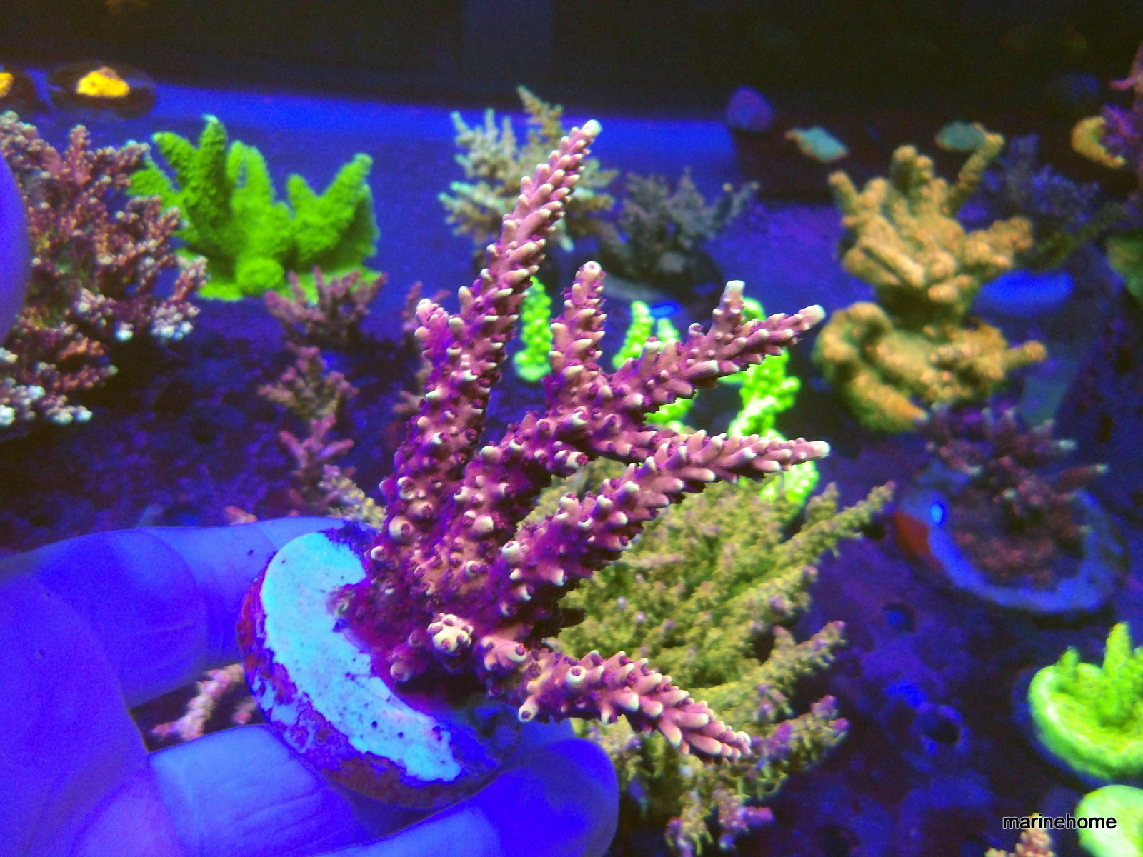 KODAK Digital Still Camera