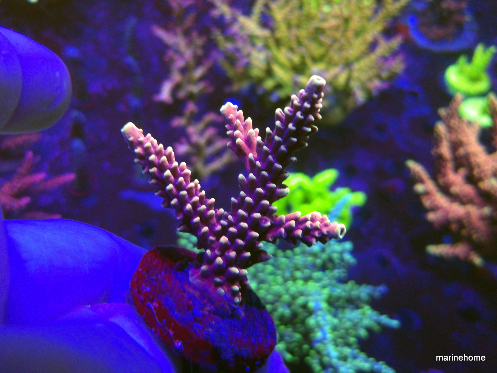 KODAK Digital Still Camera