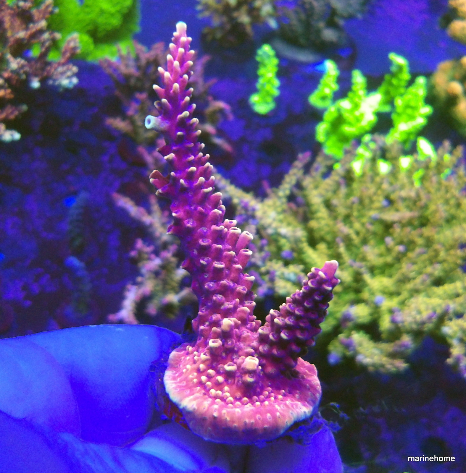 KODAK Digital Still Camera