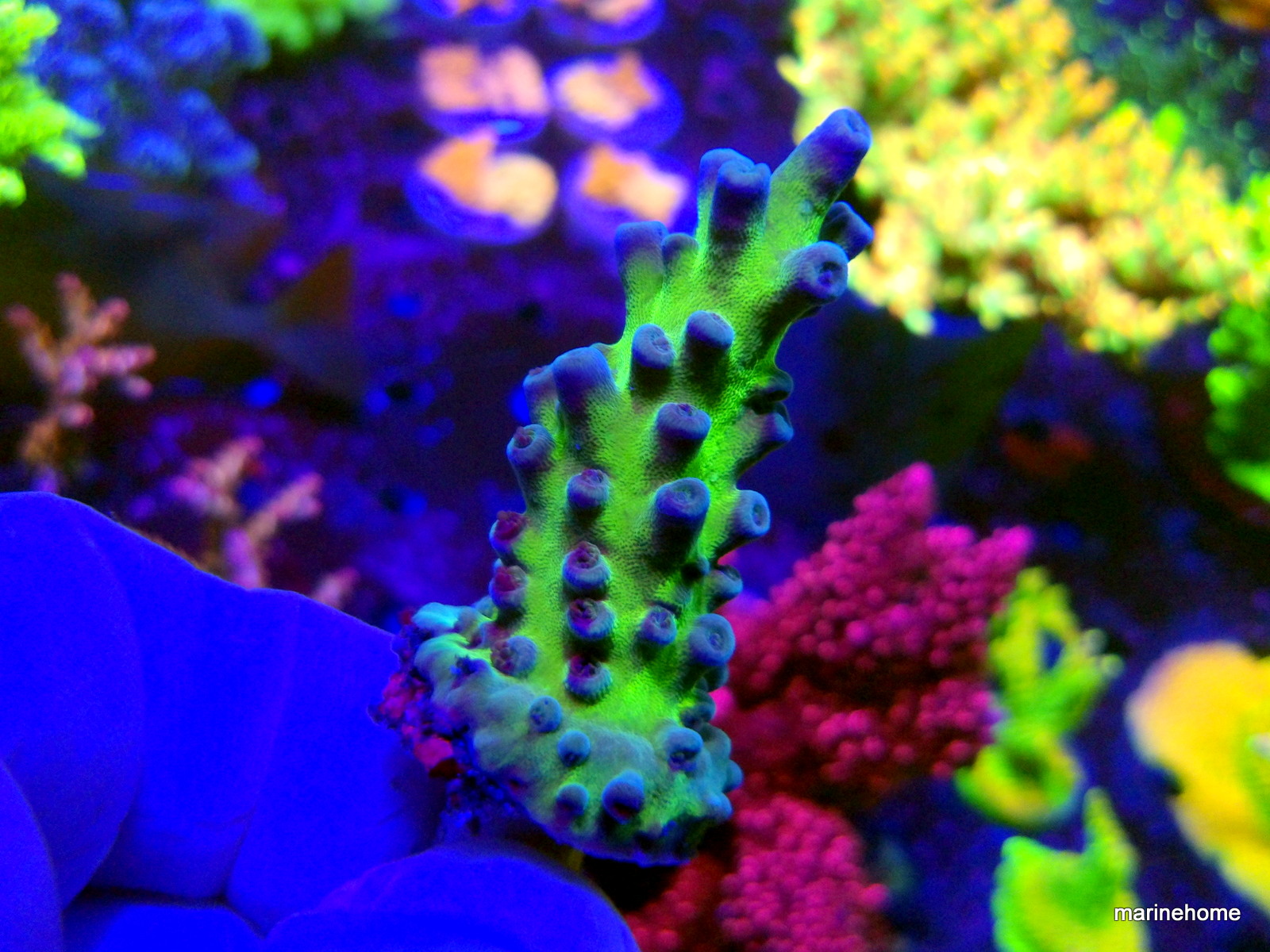 KODAK Digital Still Camera