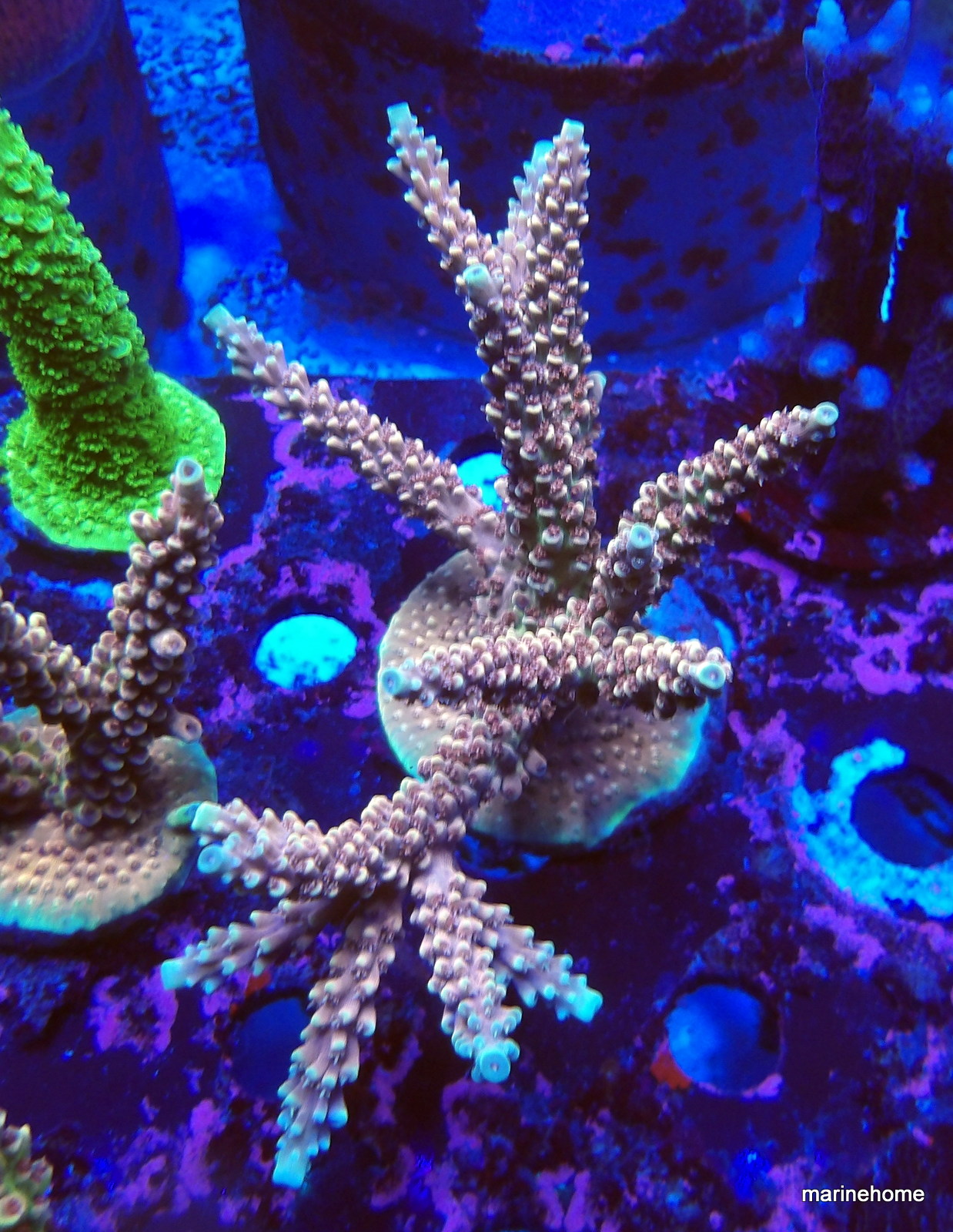 KODAK Digital Still Camera