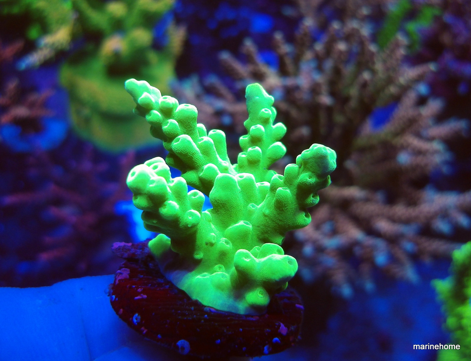 KODAK Digital Still Camera