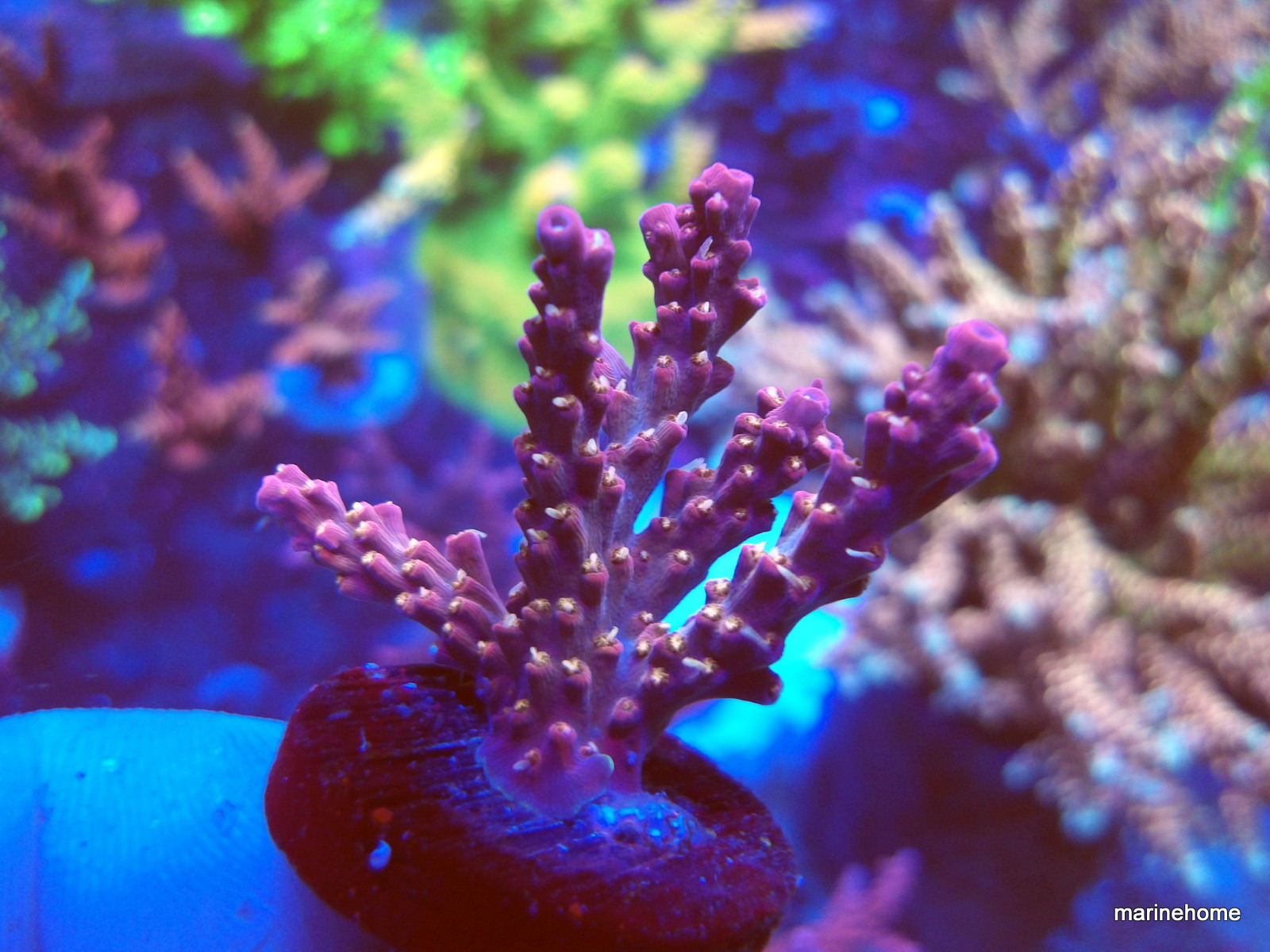 KODAK Digital Still Camera