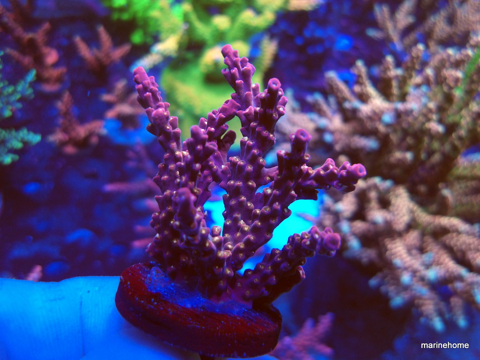 KODAK Digital Still Camera