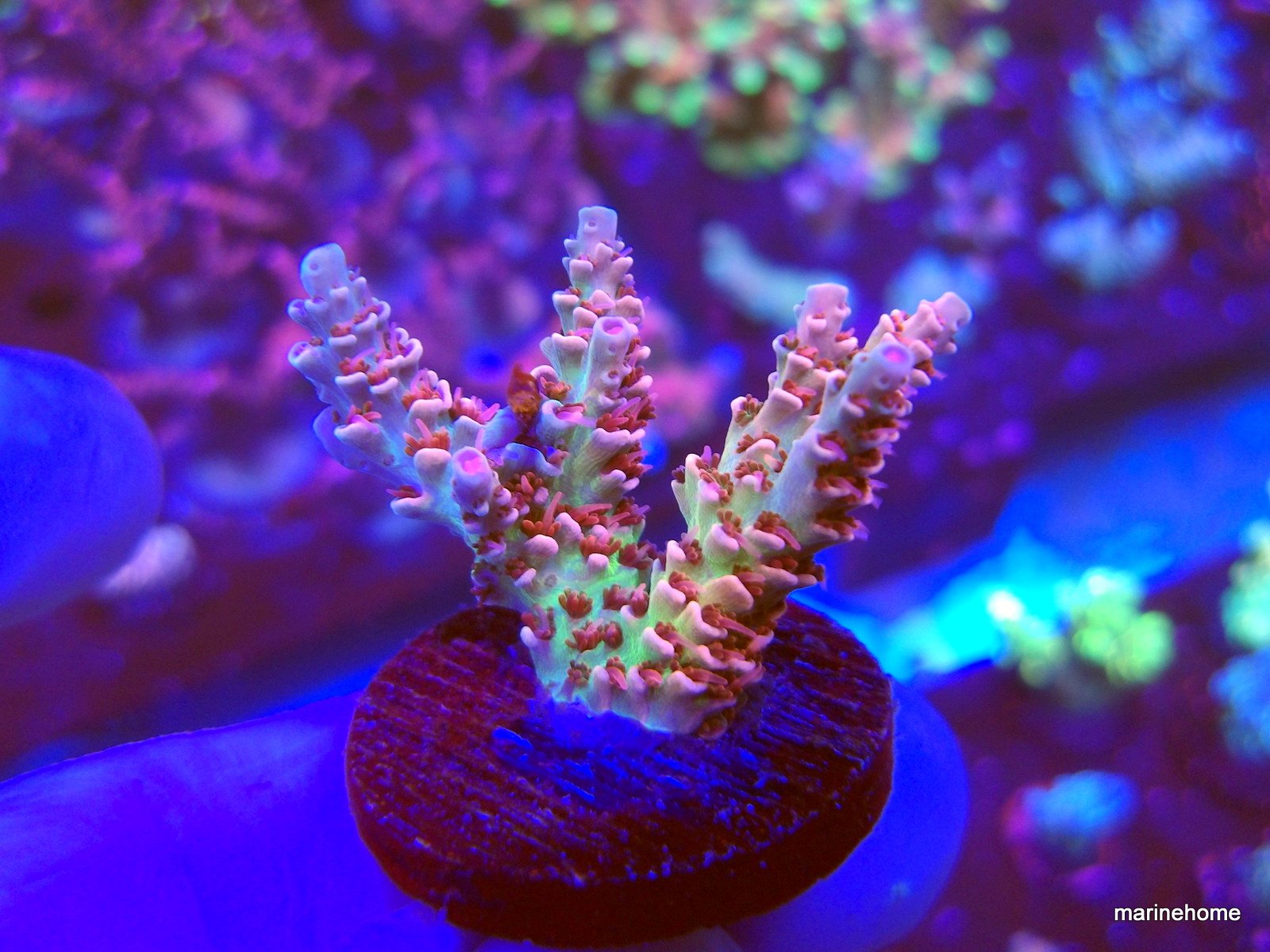 KODAK Digital Still Camera