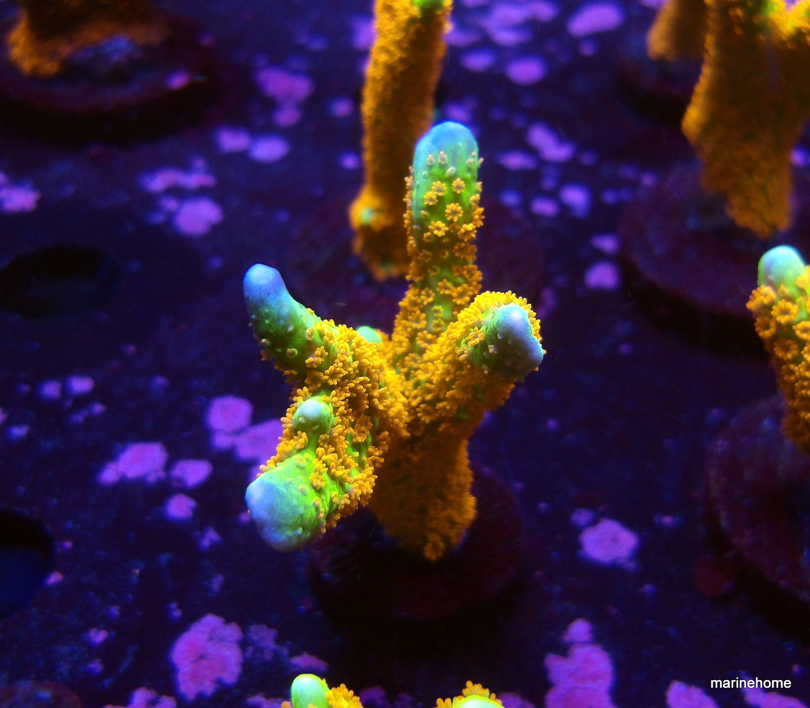 KODAK Digital Still Camera