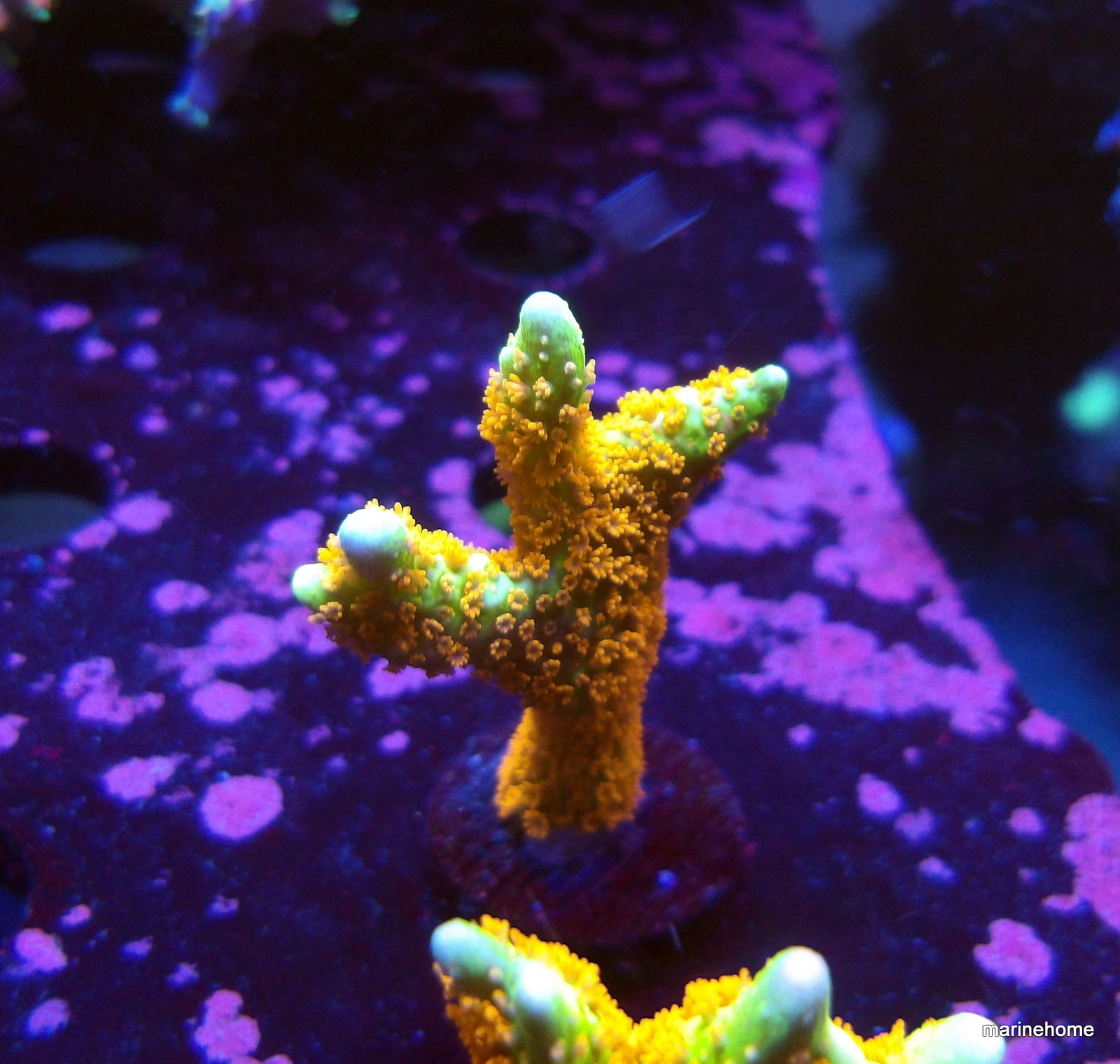 KODAK Digital Still Camera