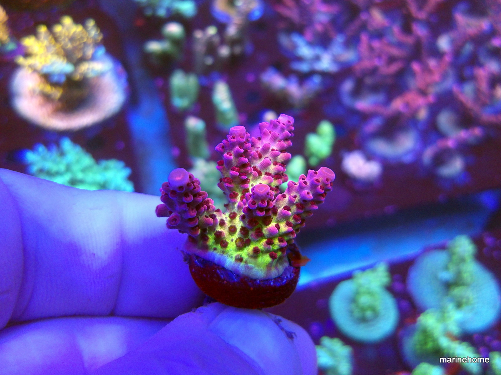 KODAK Digital Still Camera