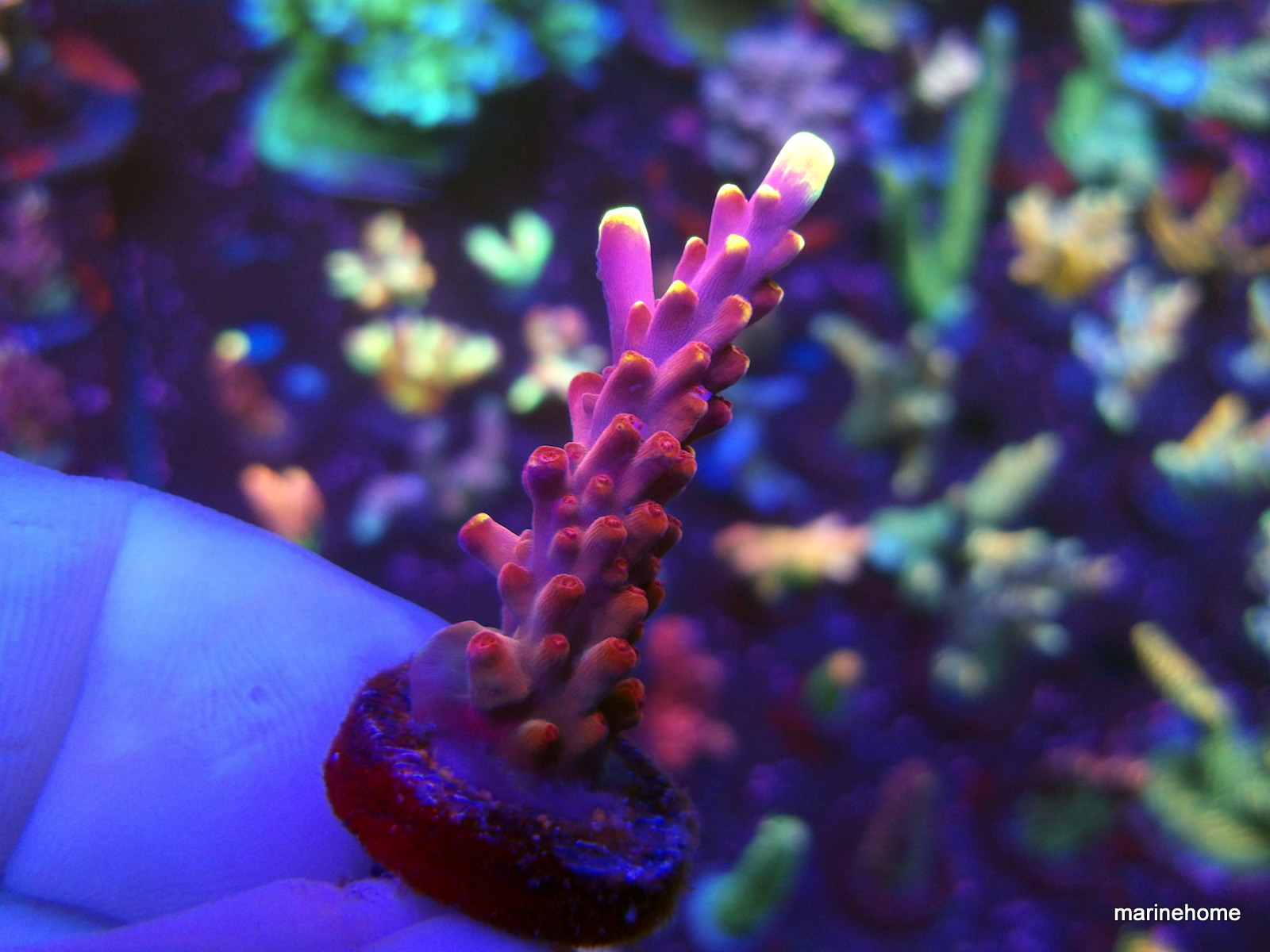 KODAK Digital Still Camera