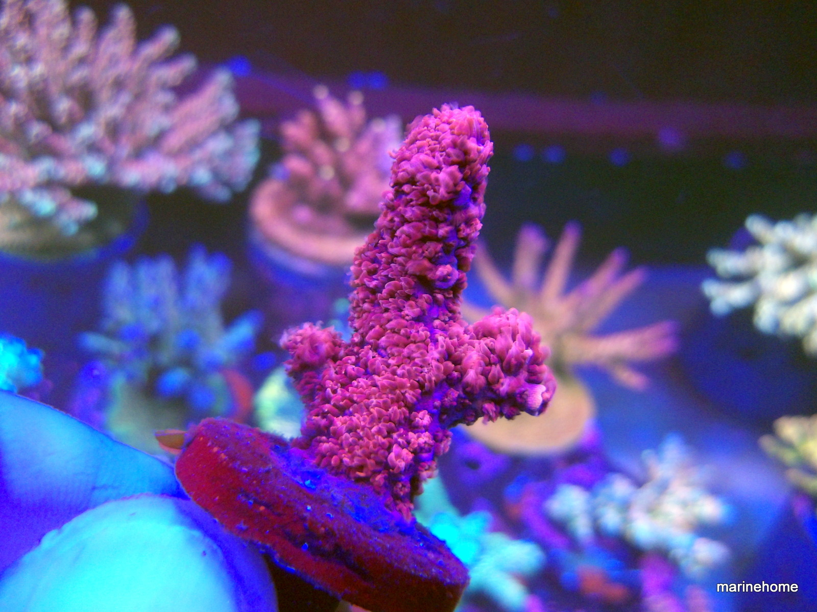 KODAK Digital Still Camera