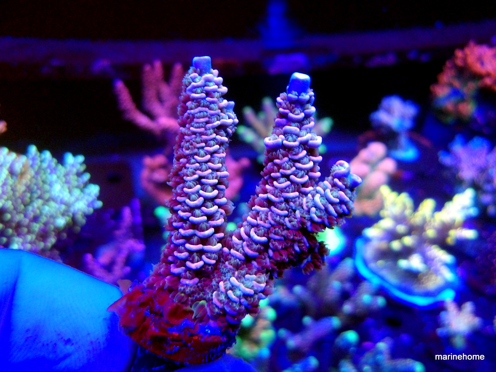 KODAK Digital Still Camera