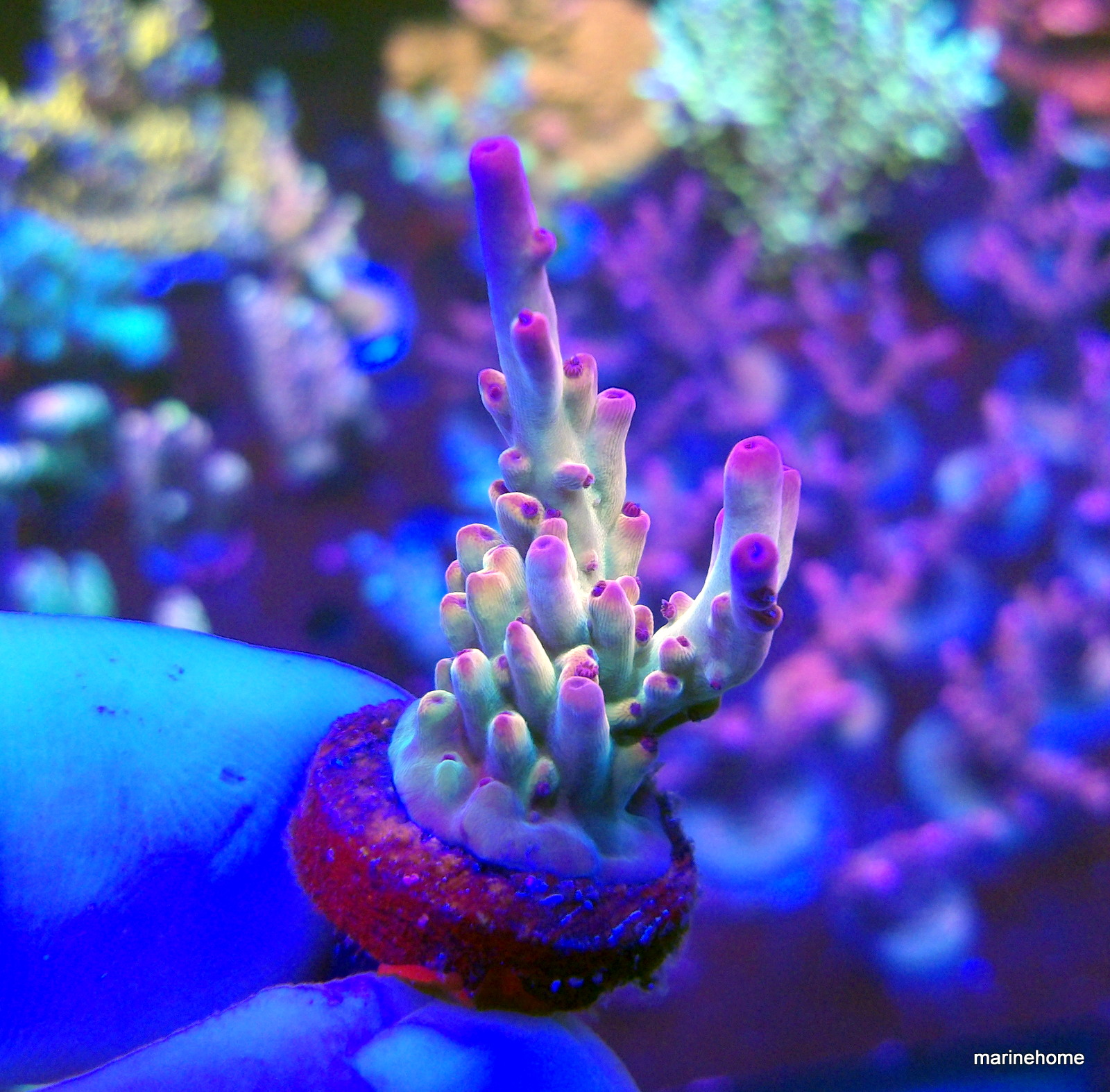 KODAK Digital Still Camera