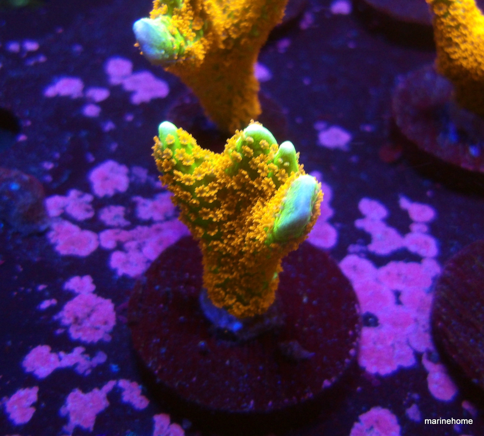 KODAK Digital Still Camera