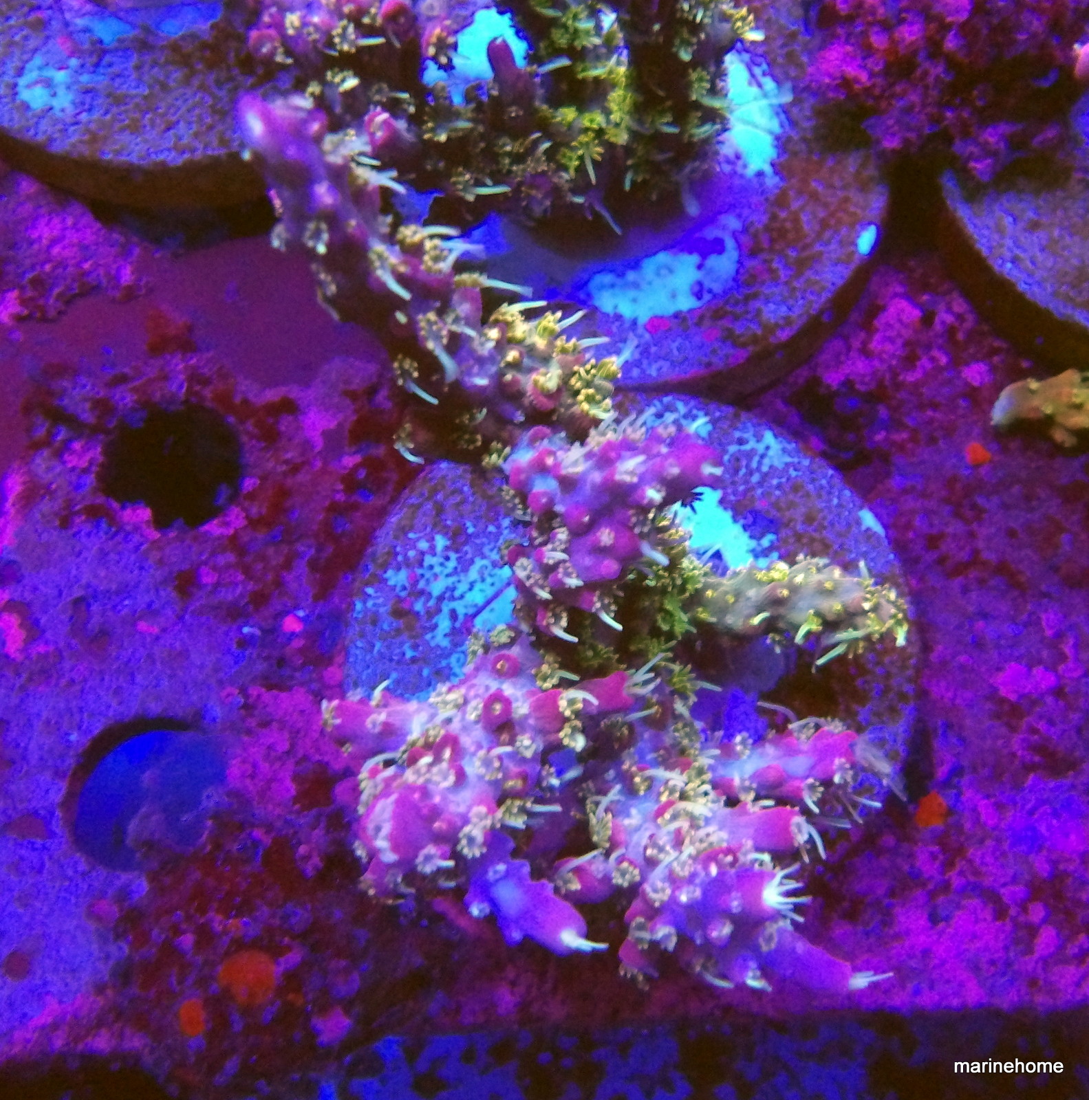 KODAK Digital Still Camera