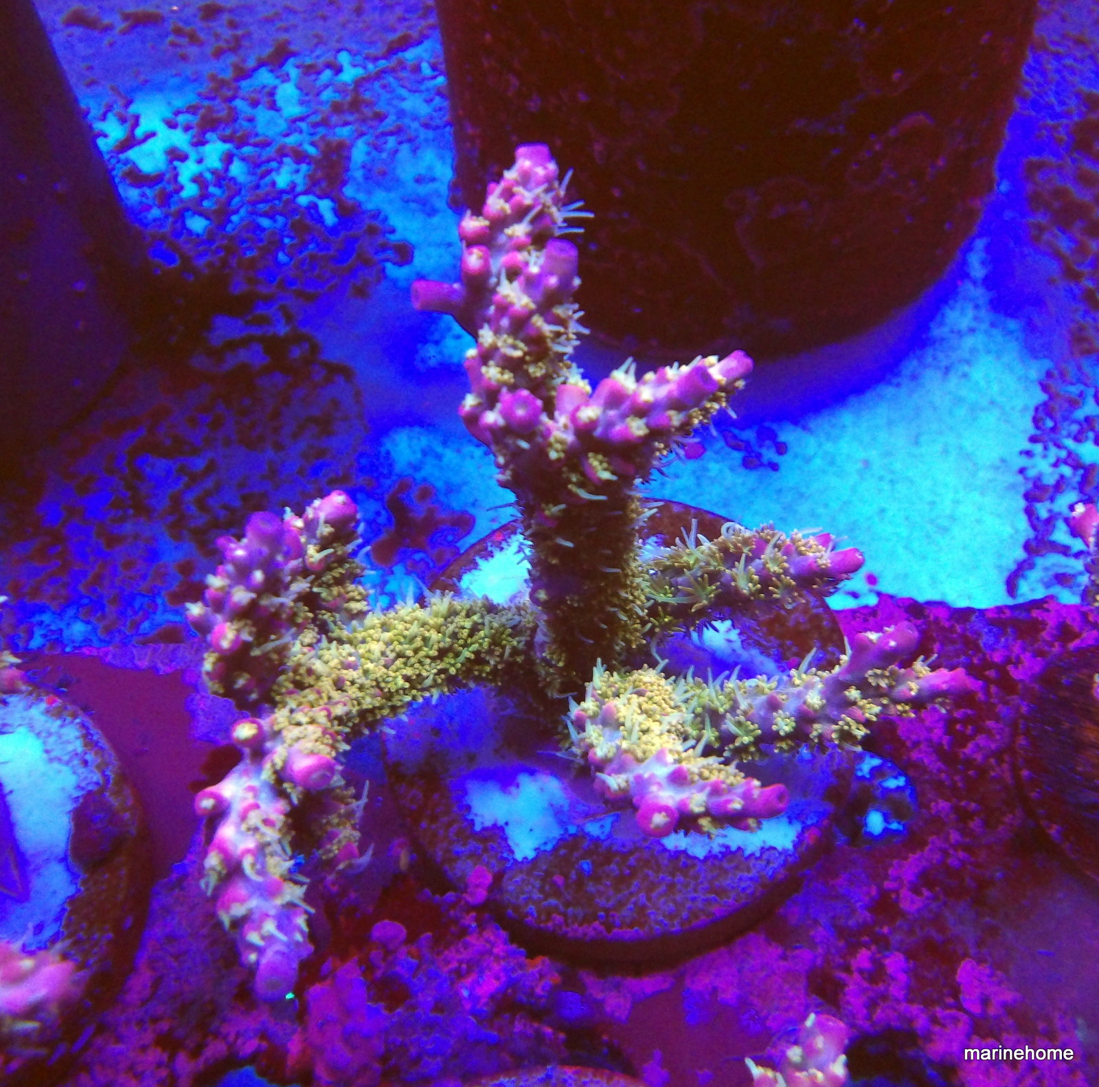 KODAK Digital Still Camera