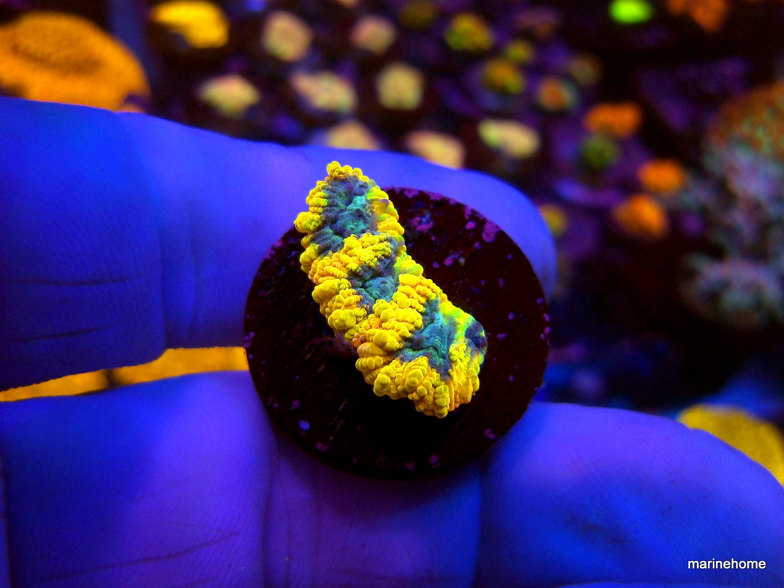 KODAK Digital Still Camera