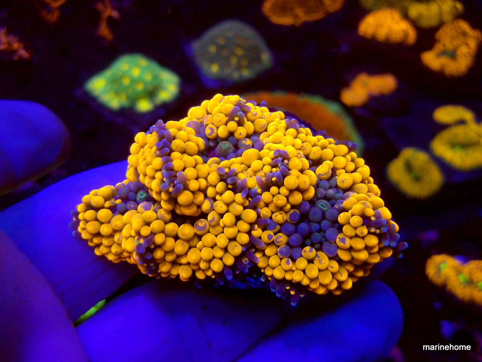 KODAK Digital Still Camera