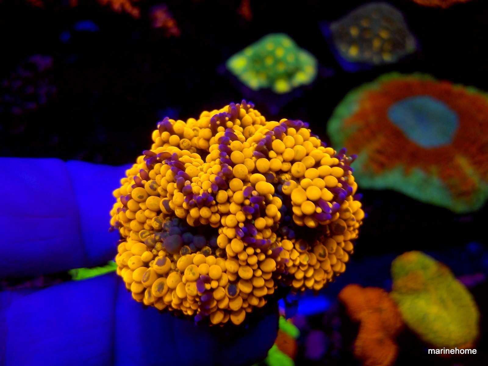 KODAK Digital Still Camera