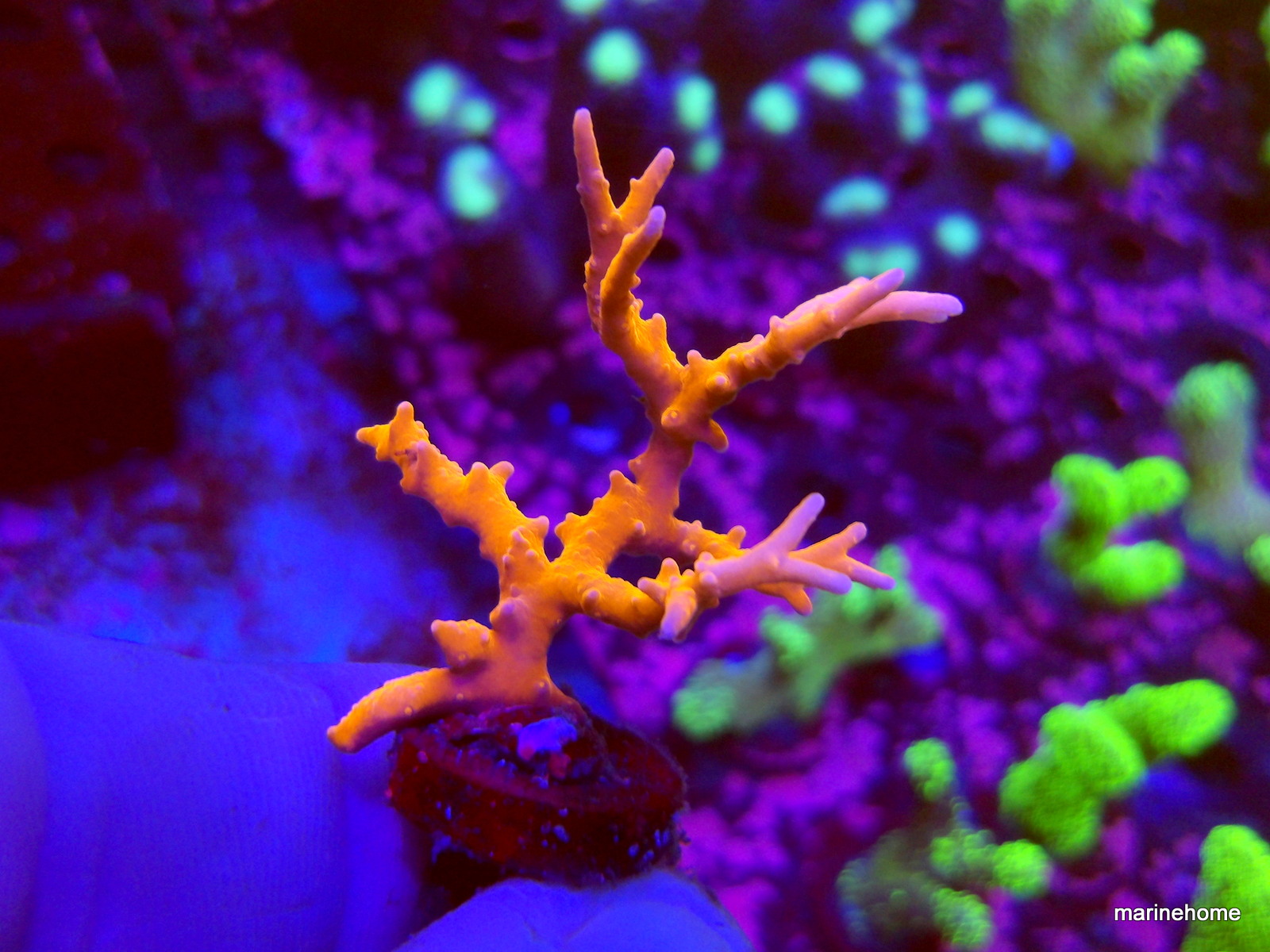 KODAK Digital Still Camera