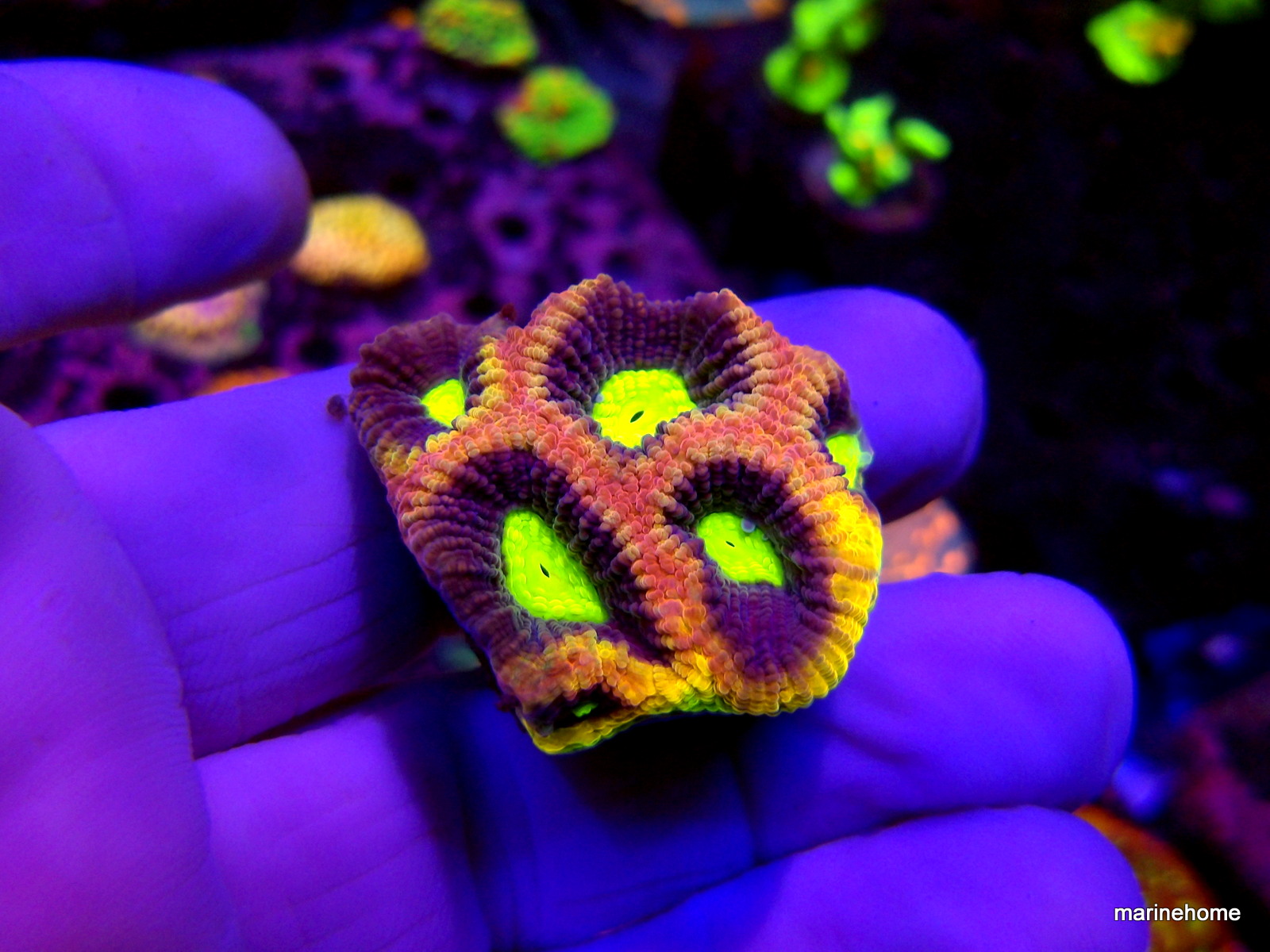 KODAK Digital Still Camera