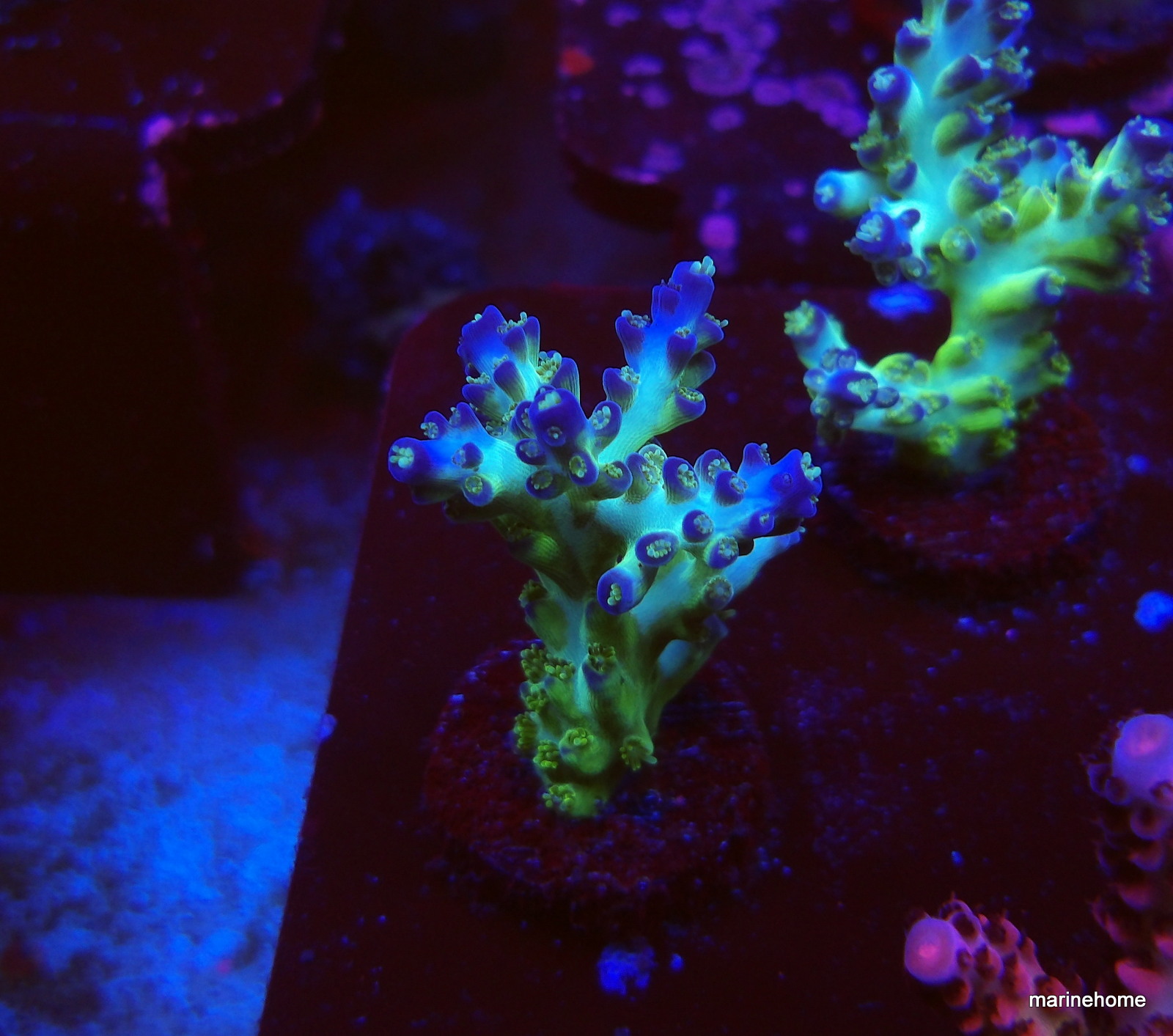 KODAK Digital Still Camera