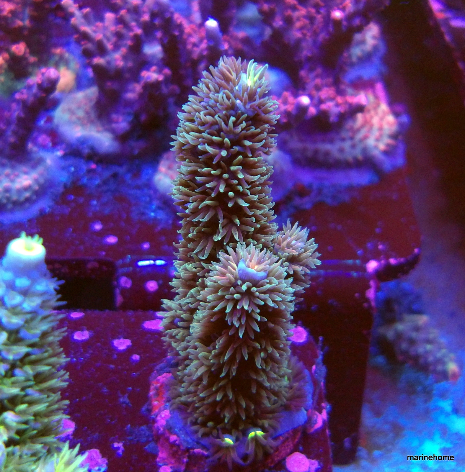 KODAK Digital Still Camera