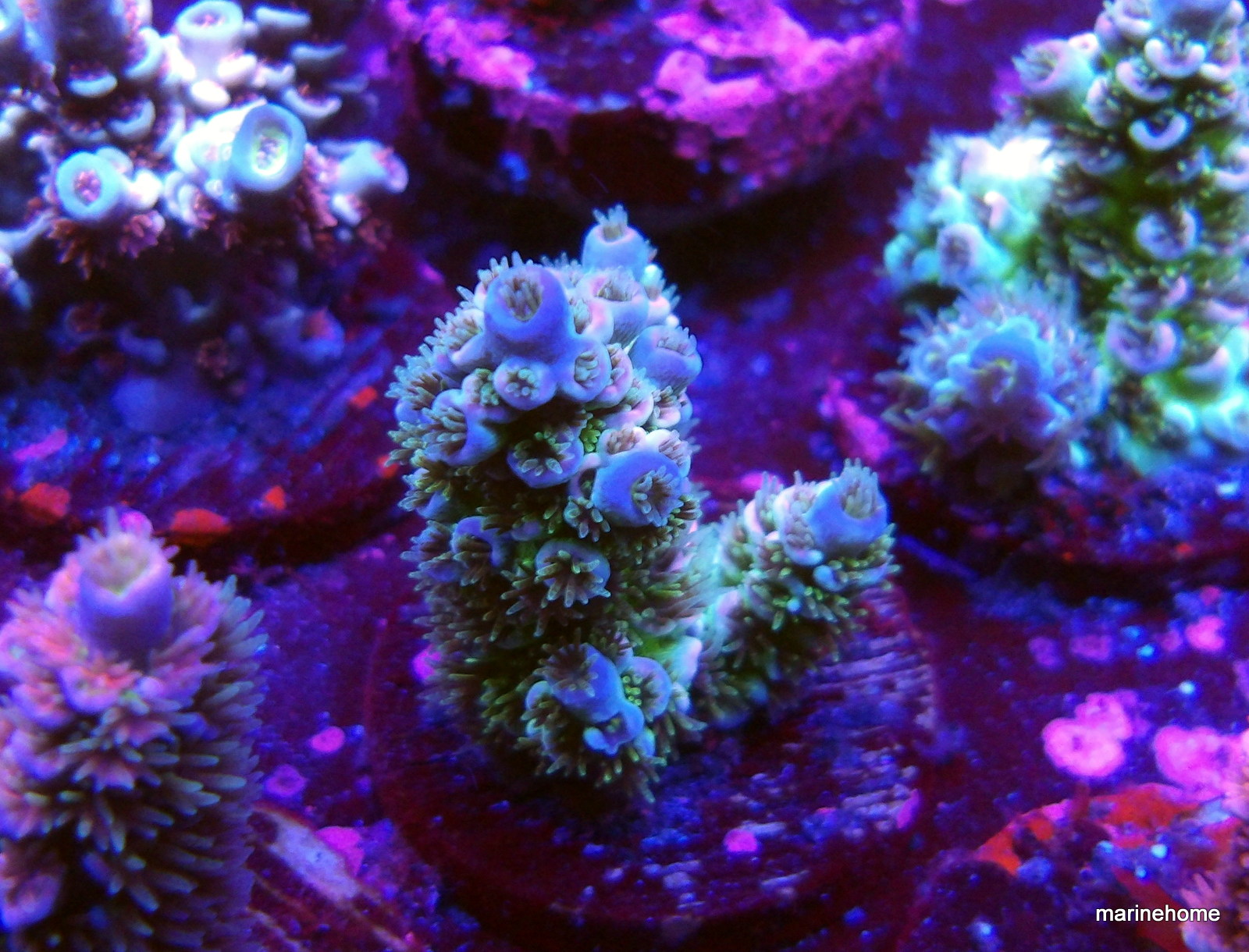 KODAK Digital Still Camera