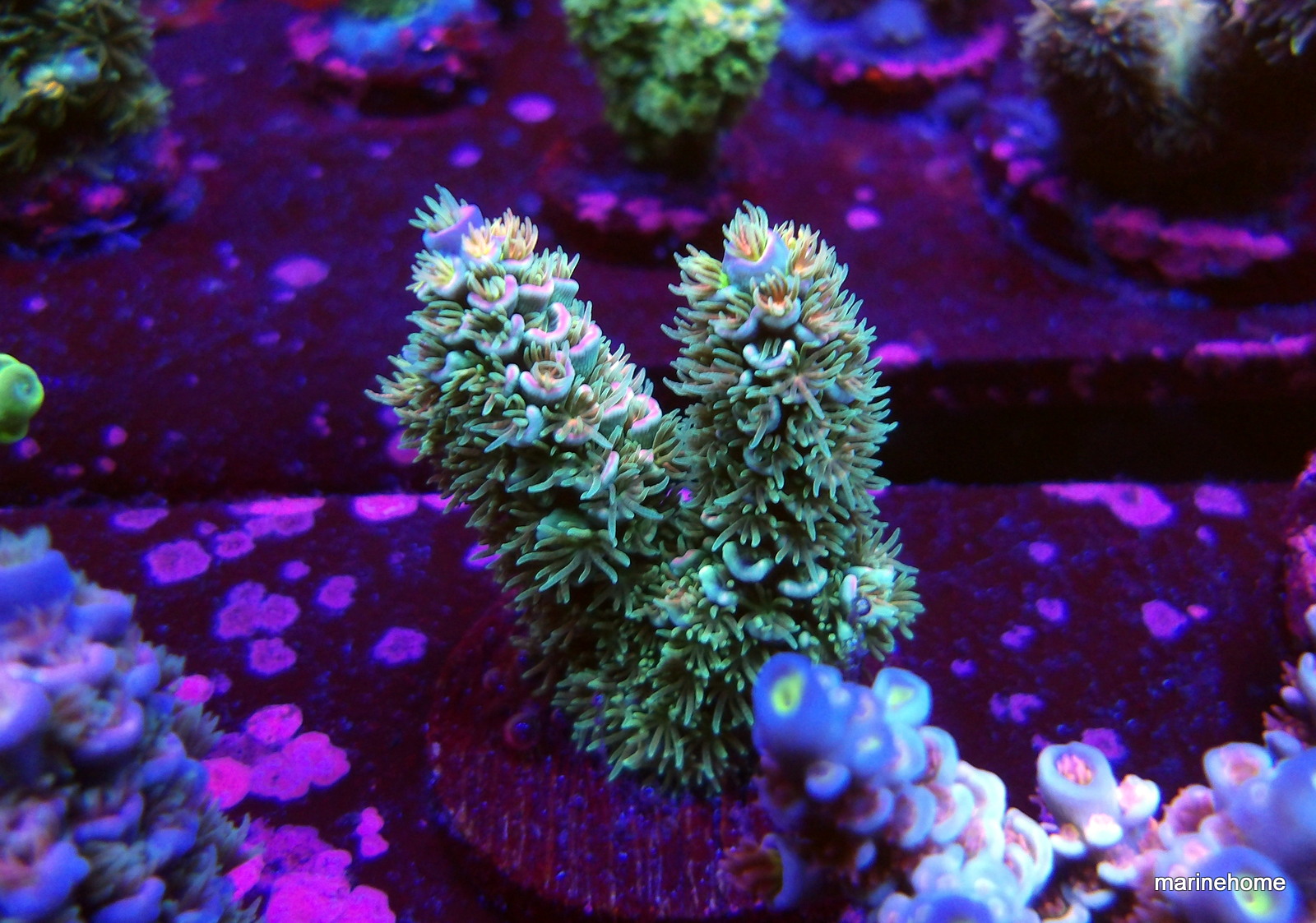 KODAK Digital Still Camera