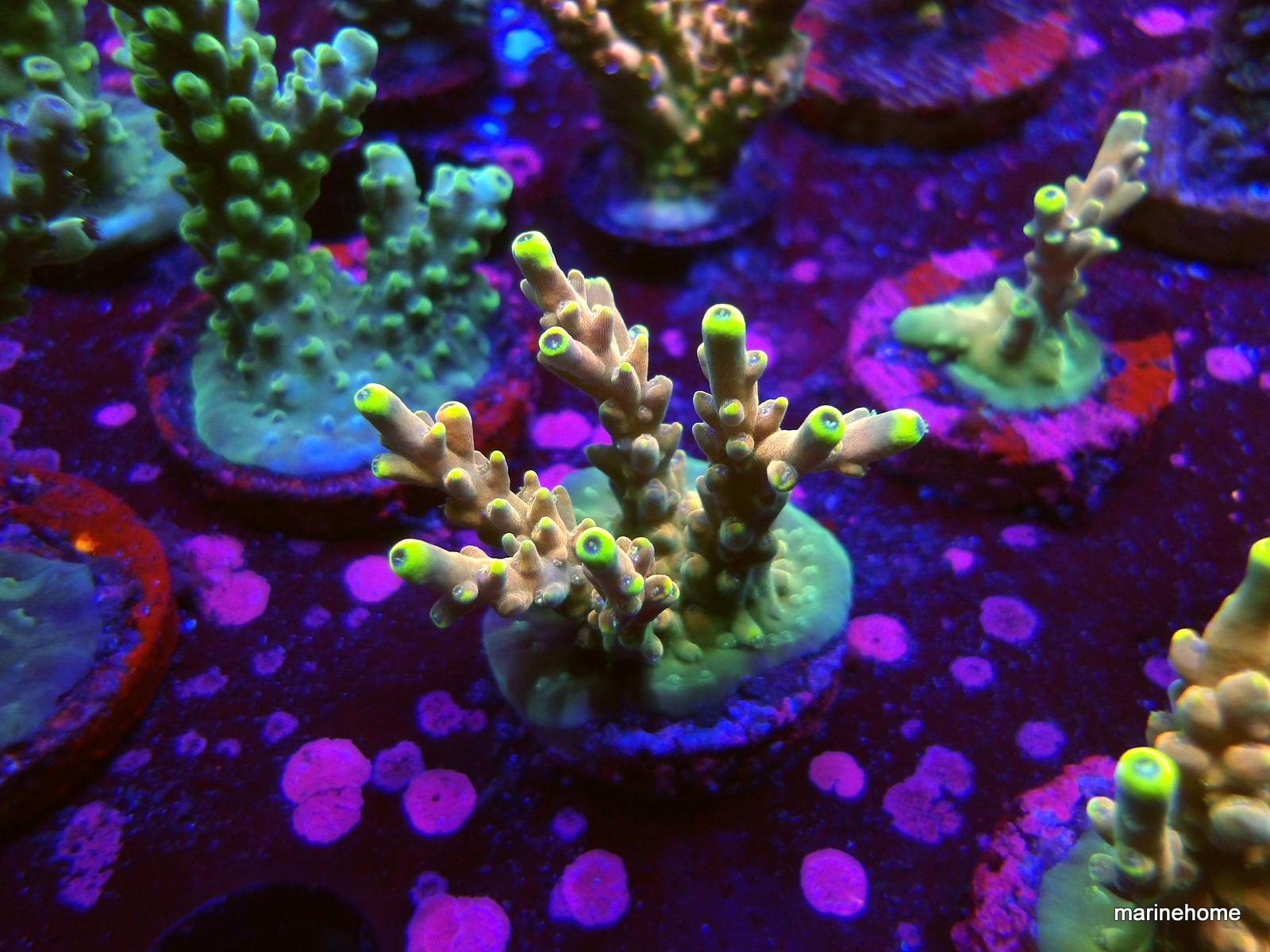 KODAK Digital Still Camera