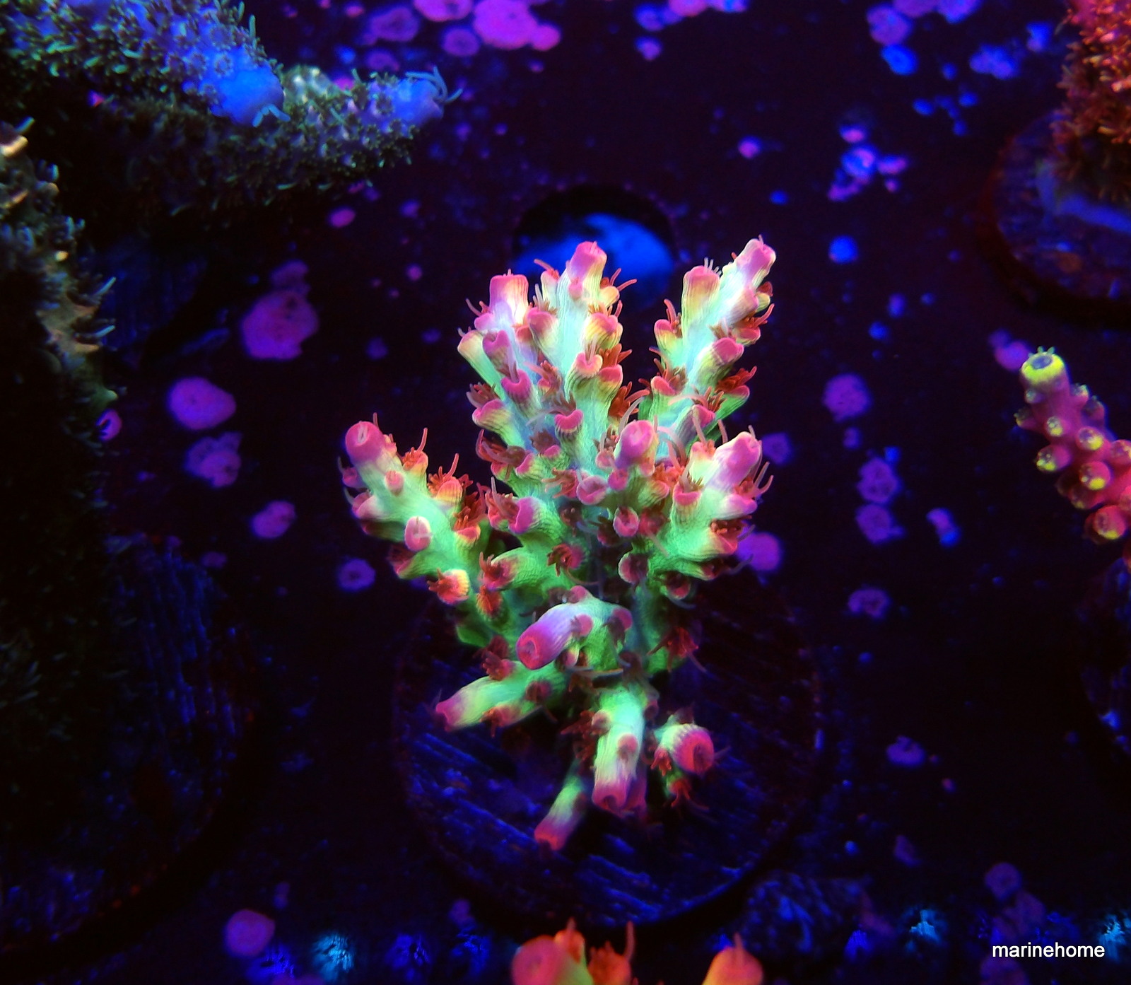 KODAK Digital Still Camera