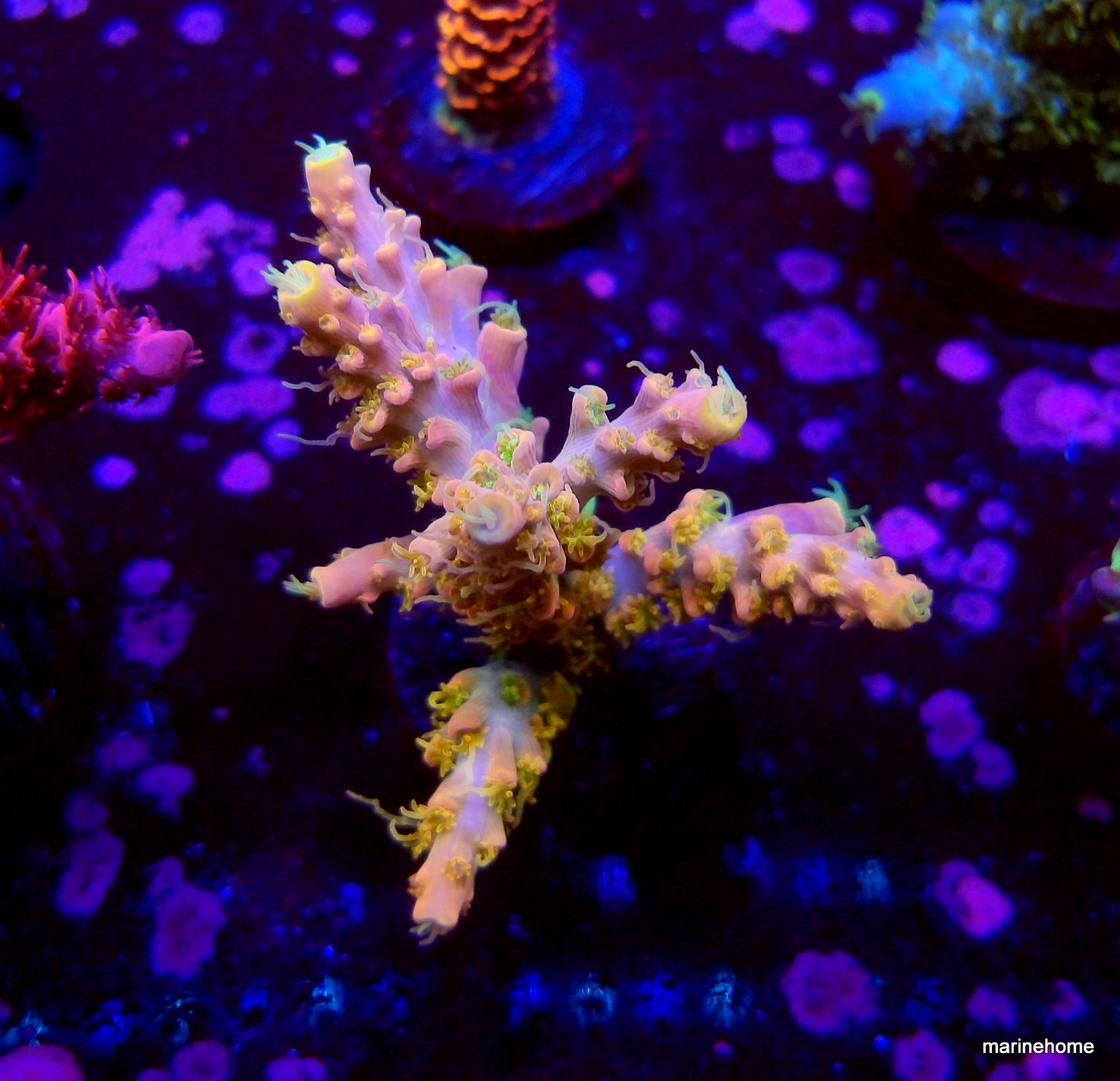 KODAK Digital Still Camera