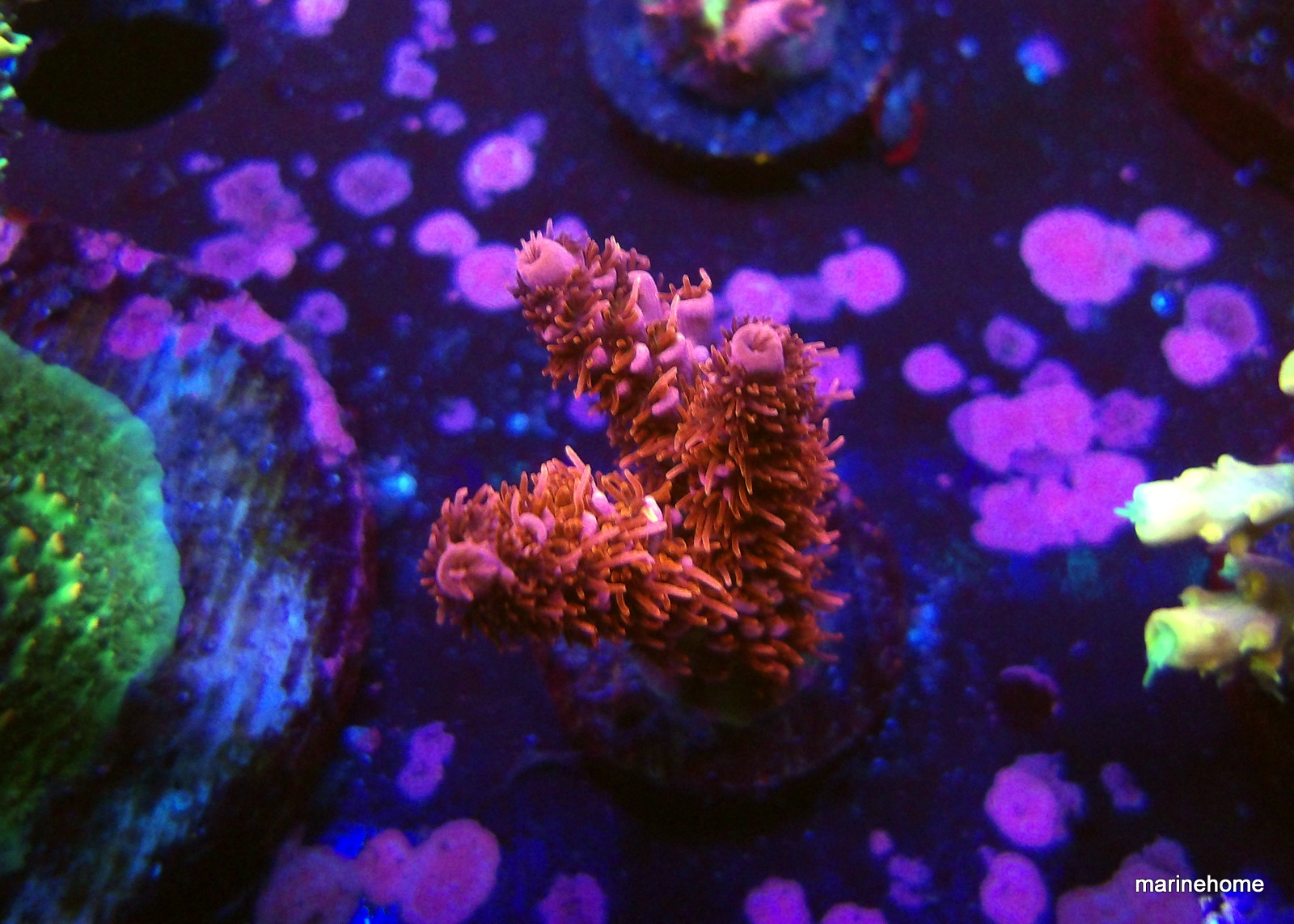 KODAK Digital Still Camera