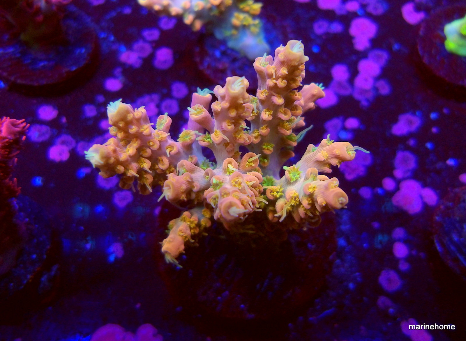 KODAK Digital Still Camera